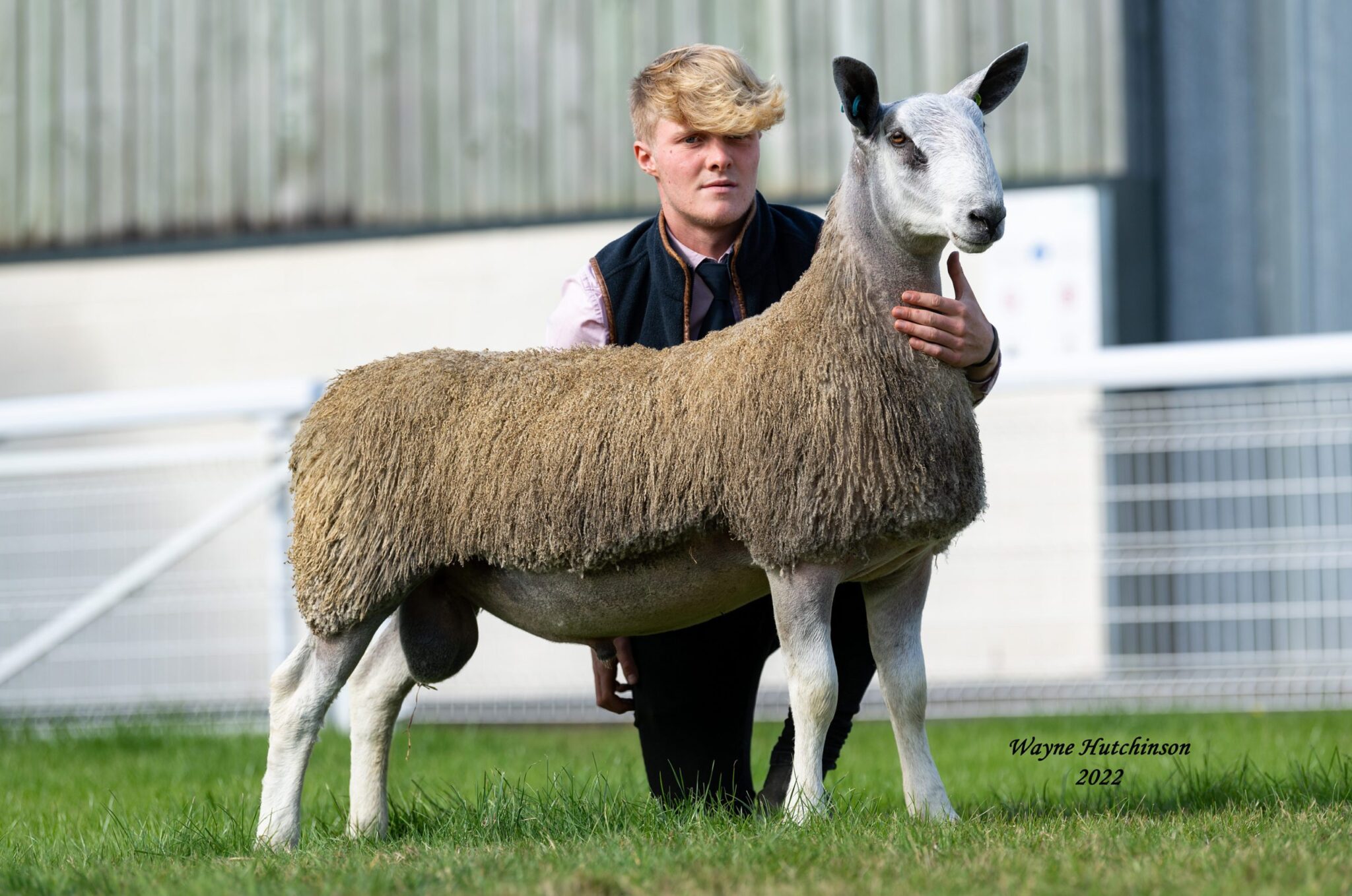 NSA Wales & Border Ram Sales – Builth Wells – 26 September 2022 Sale Reports