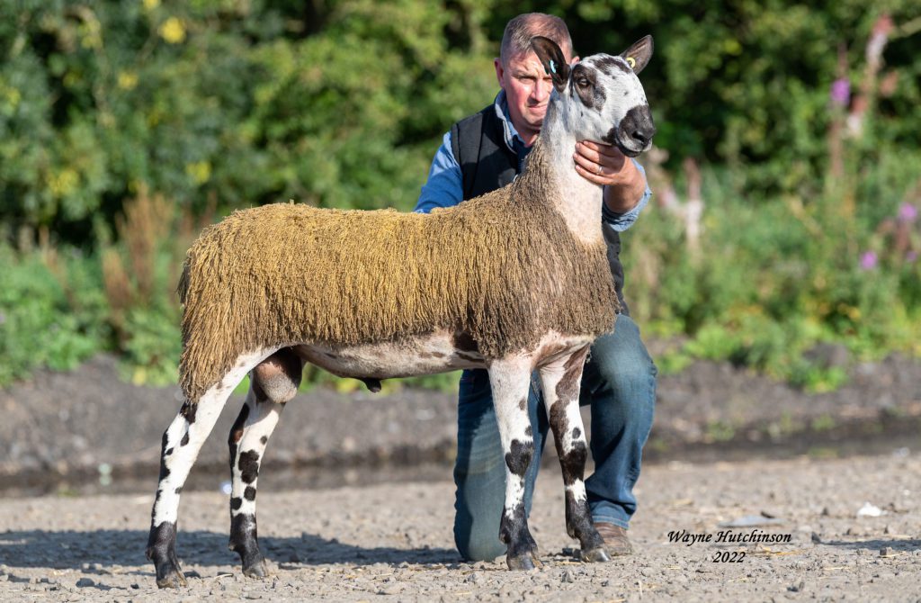 Holmview R1 - 3rd Prize lamb - 2500gns