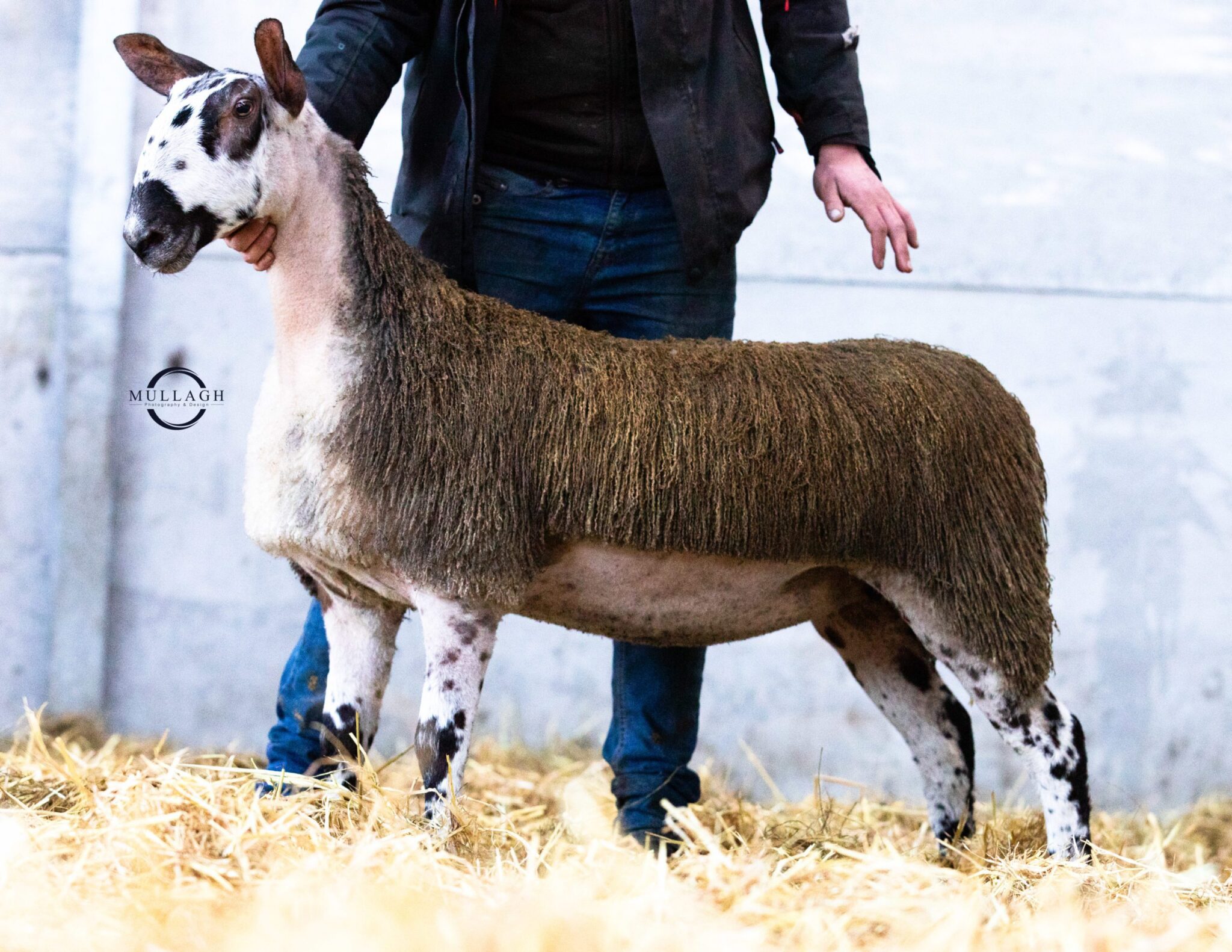 NI Ballymena Female Sale – 9th January 2023 Sale Reports