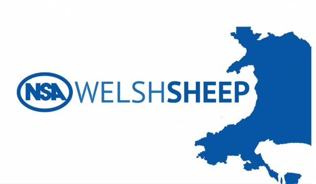 Gallery of Pictures from NSA Welsh Sheep 2023  Icon