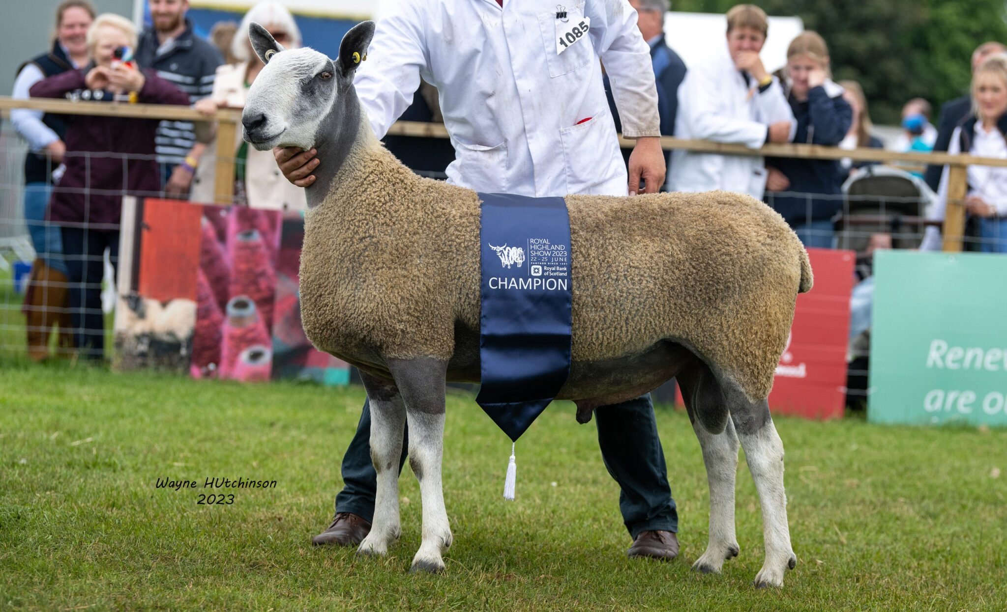 Royal Highland Show – Traditional Type Show Results