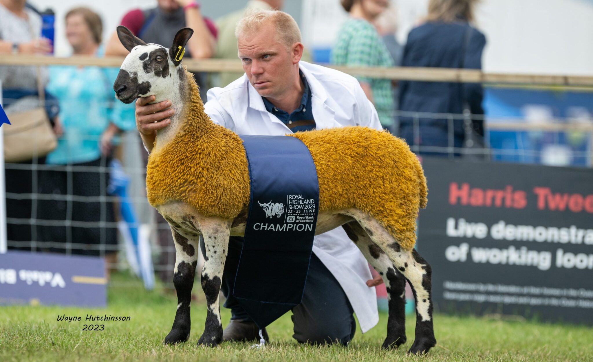 Royal Highland Show – Crossing Type Show Results