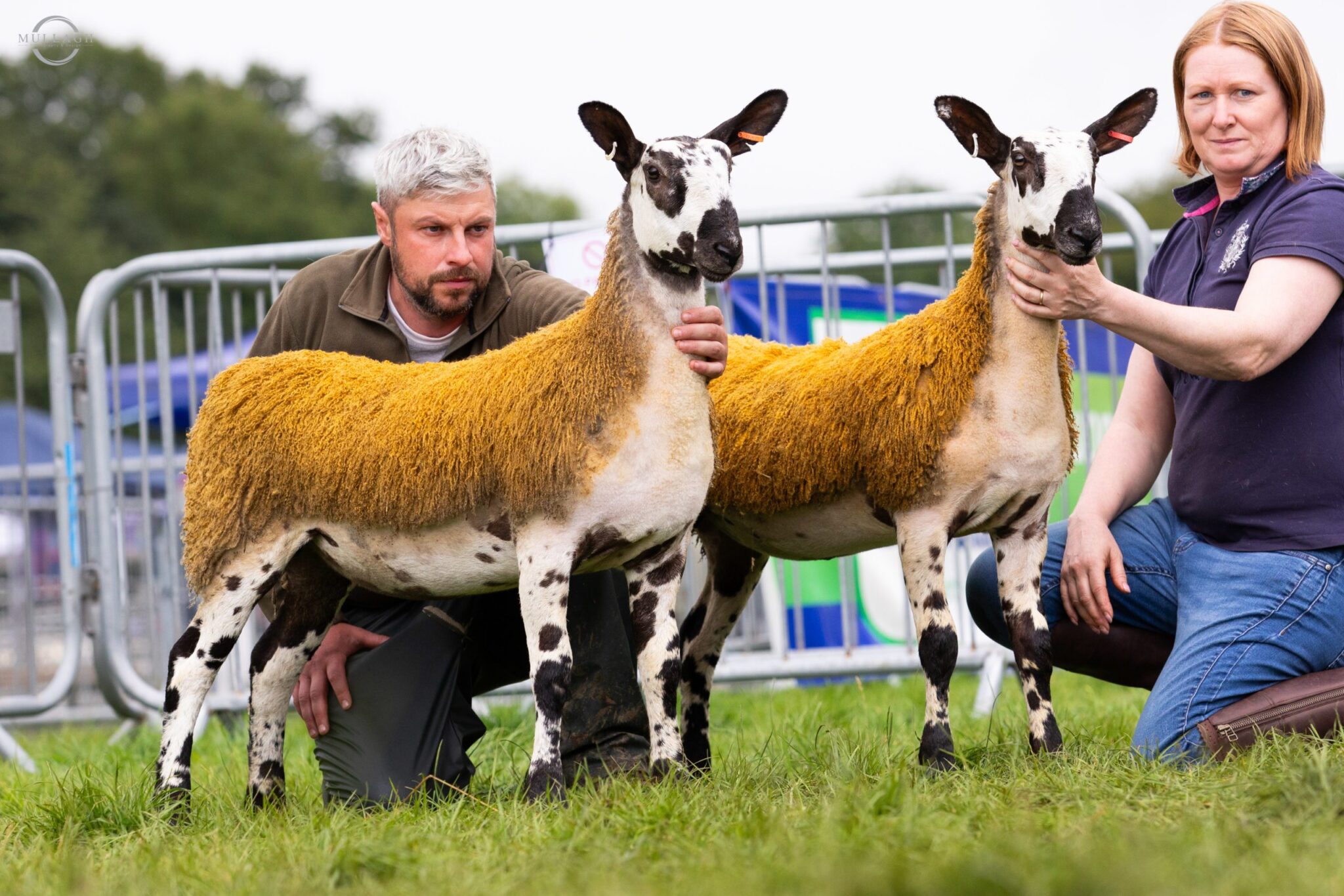 Antrim Progeny Show Show Results