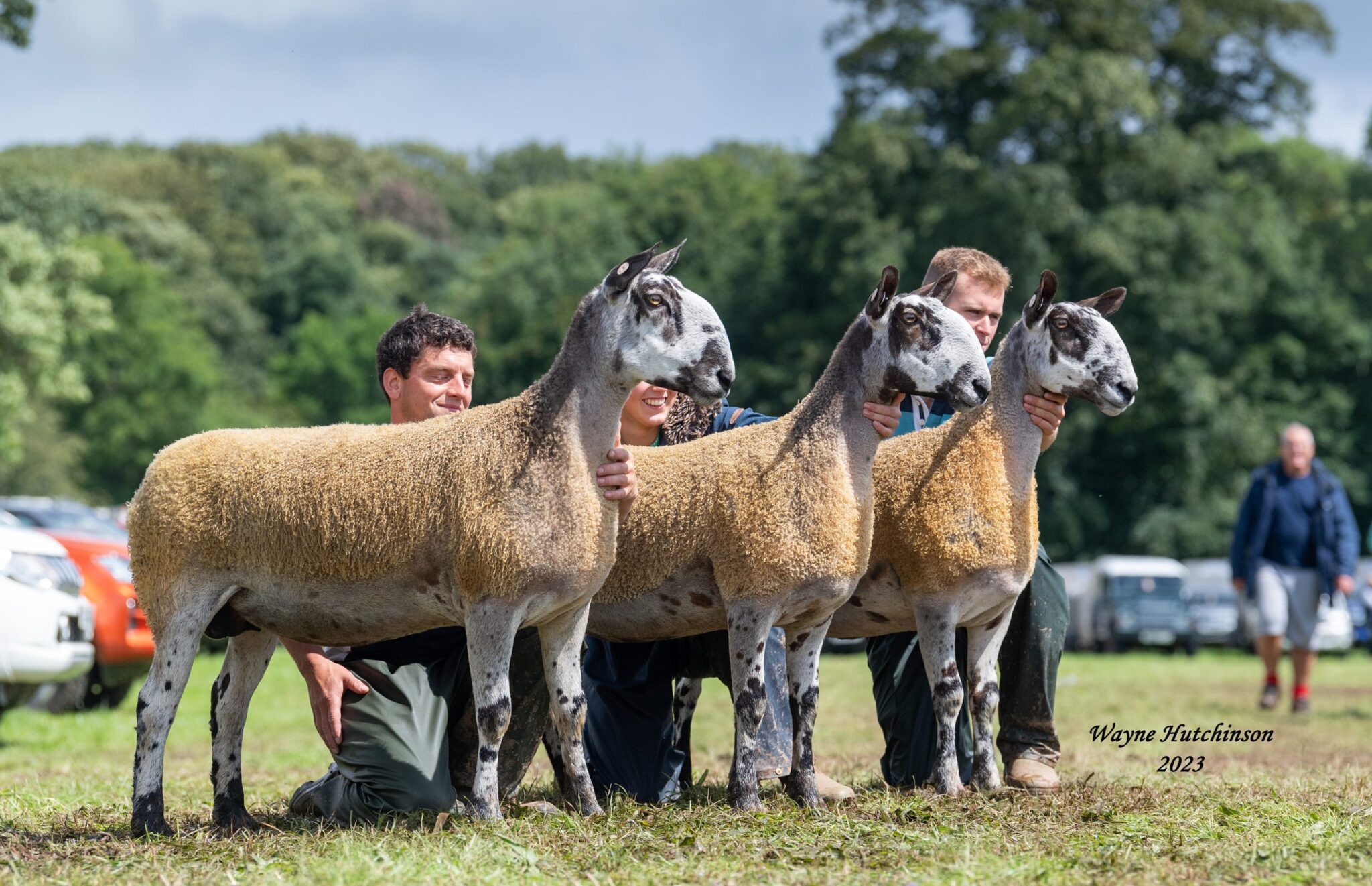 Penrith Progeny Show – Crossing Type & Mule Progeny Results Show Results