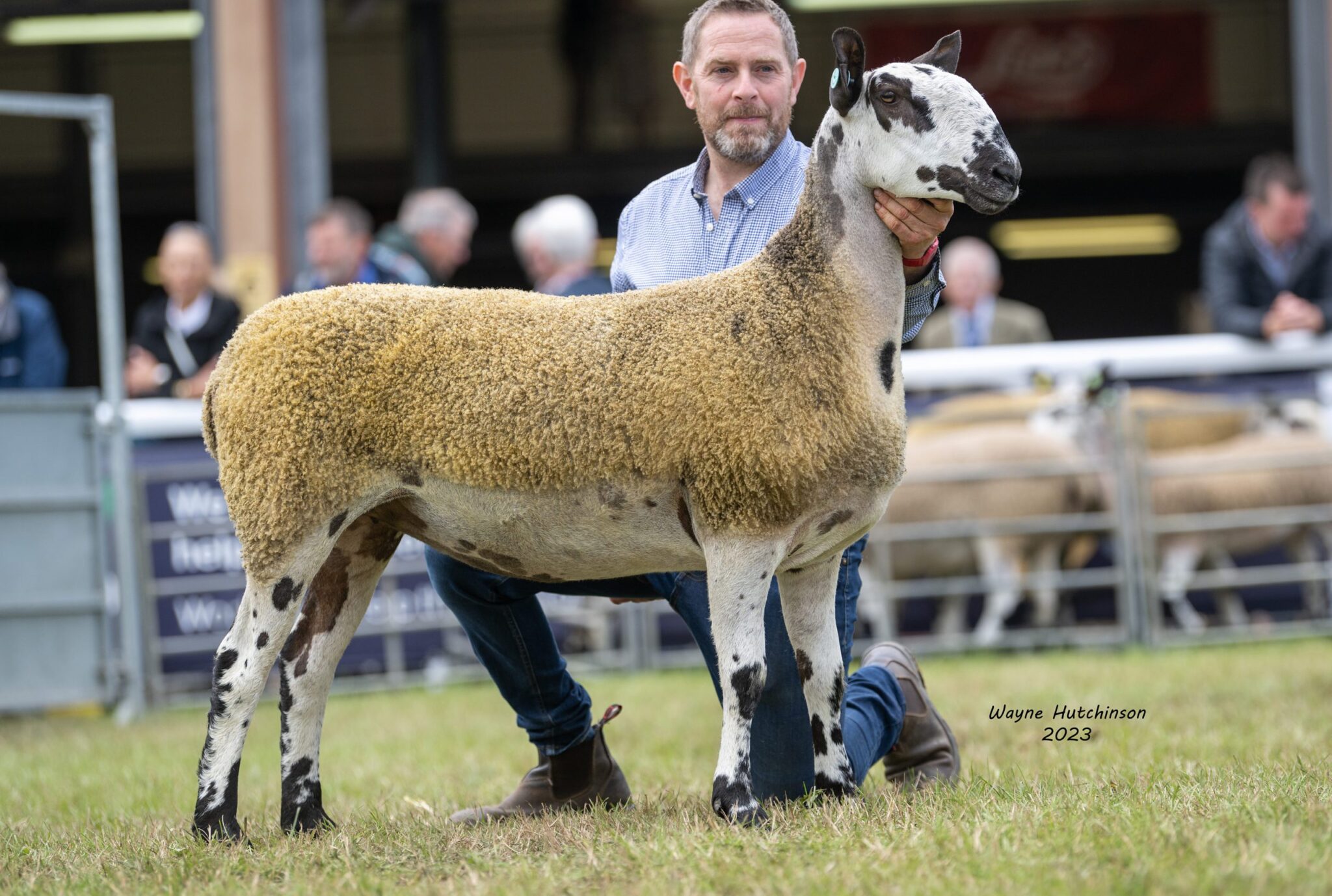 Royal Welsh Show Image