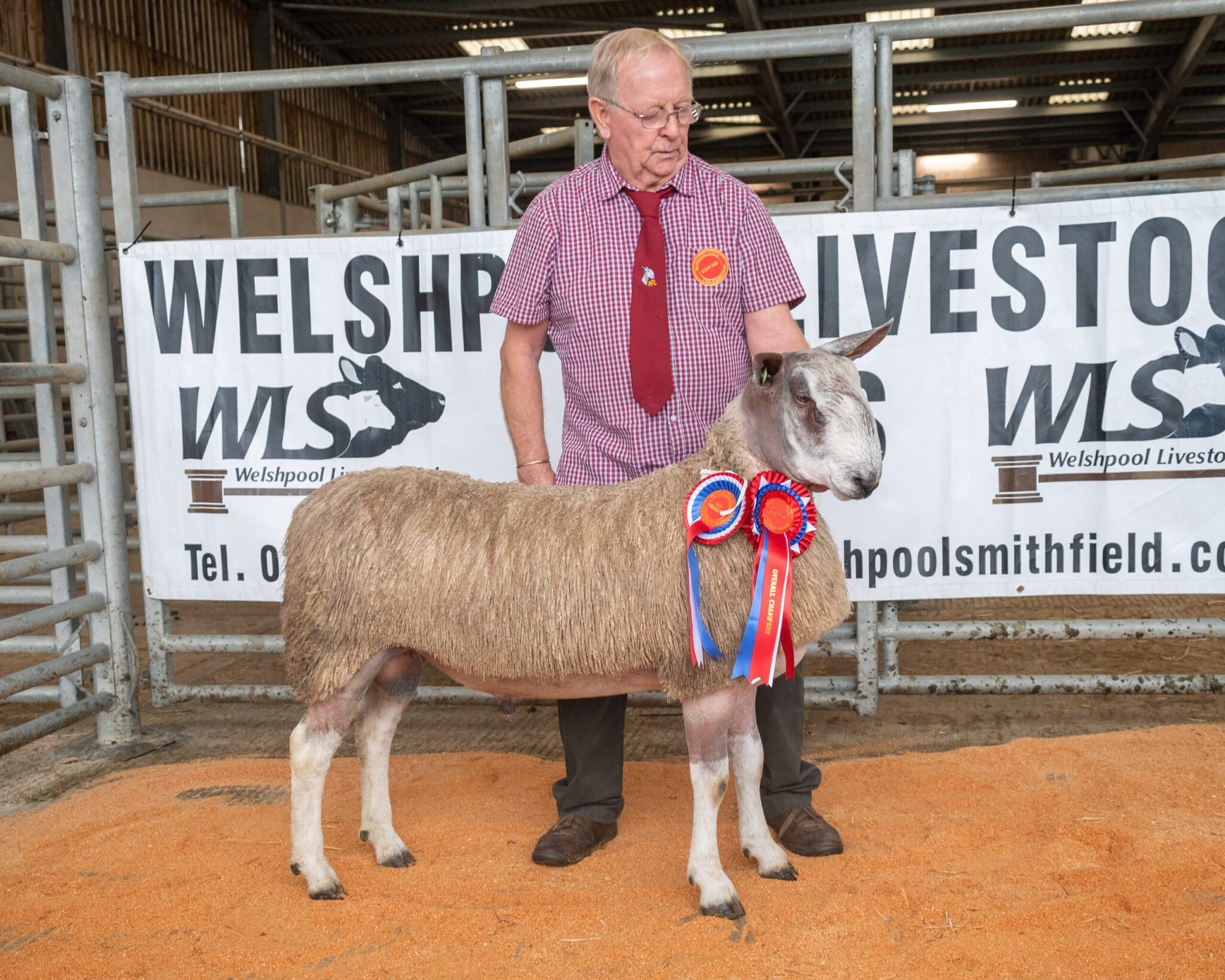 Welshpool - Sale of Registered Pedigree Bluefaced Leicester Rams & Females Image