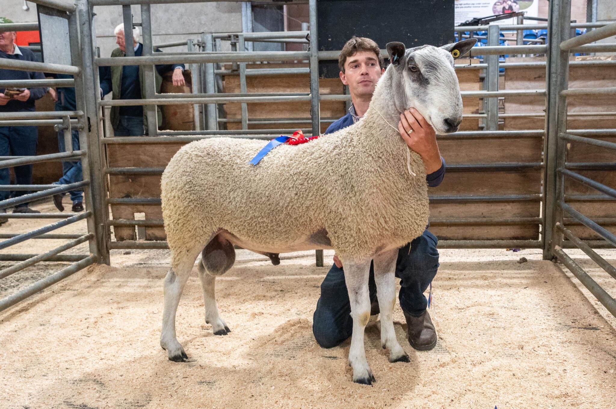 Hexham - Sale of Registered Pedigree Bluefaced Leicester Rams & Females Image
