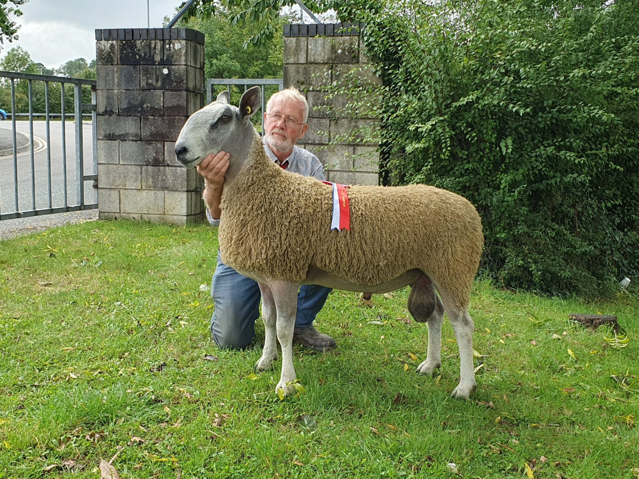 Ruthin - Sale of Registered Pedigree Bluefaced Leicester Rams & Females Image