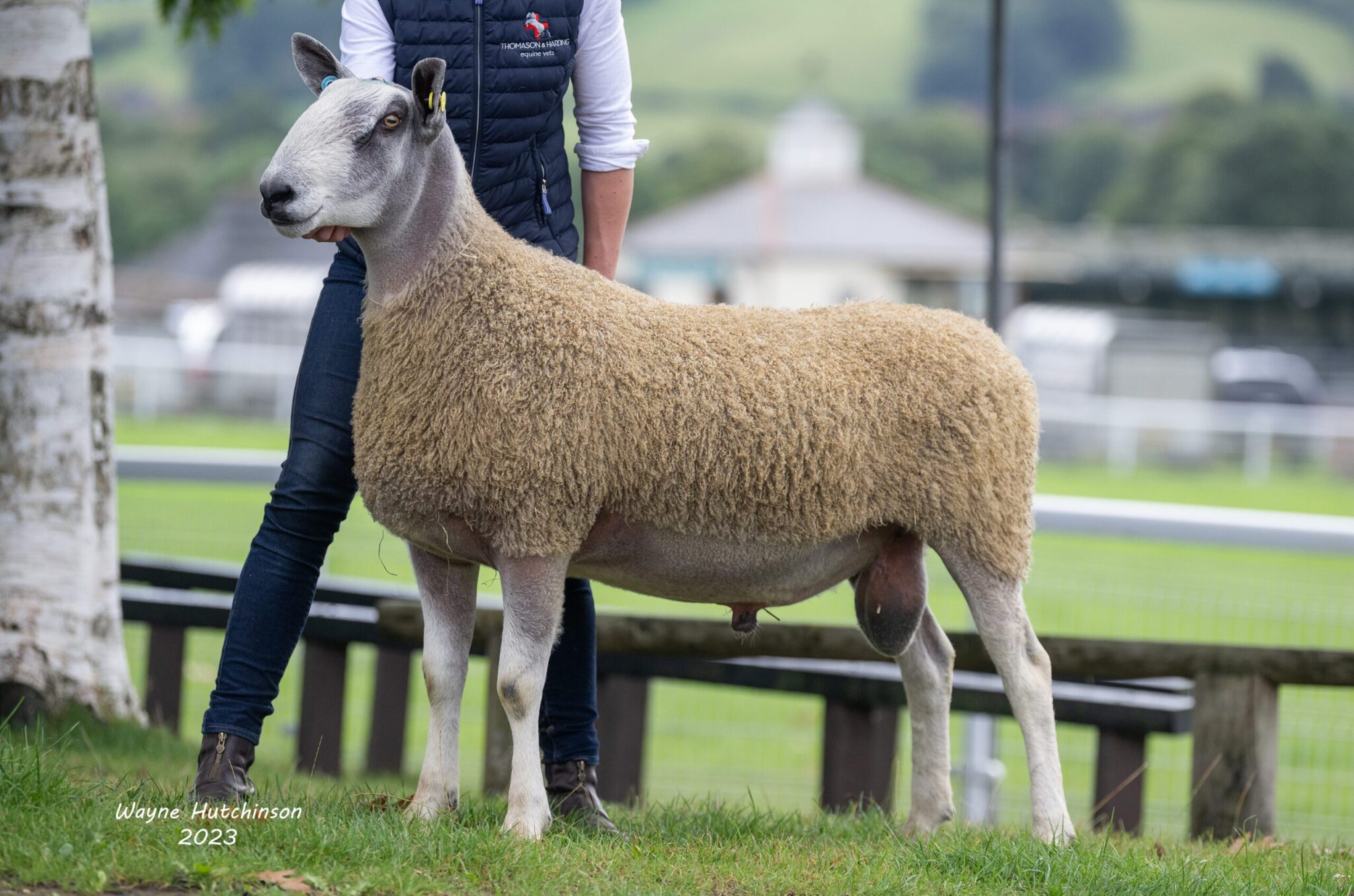 NSA Wales & Border Ram Sale - Sale of Registered Pedigree Bluefaced Leicester Rams & Females Image