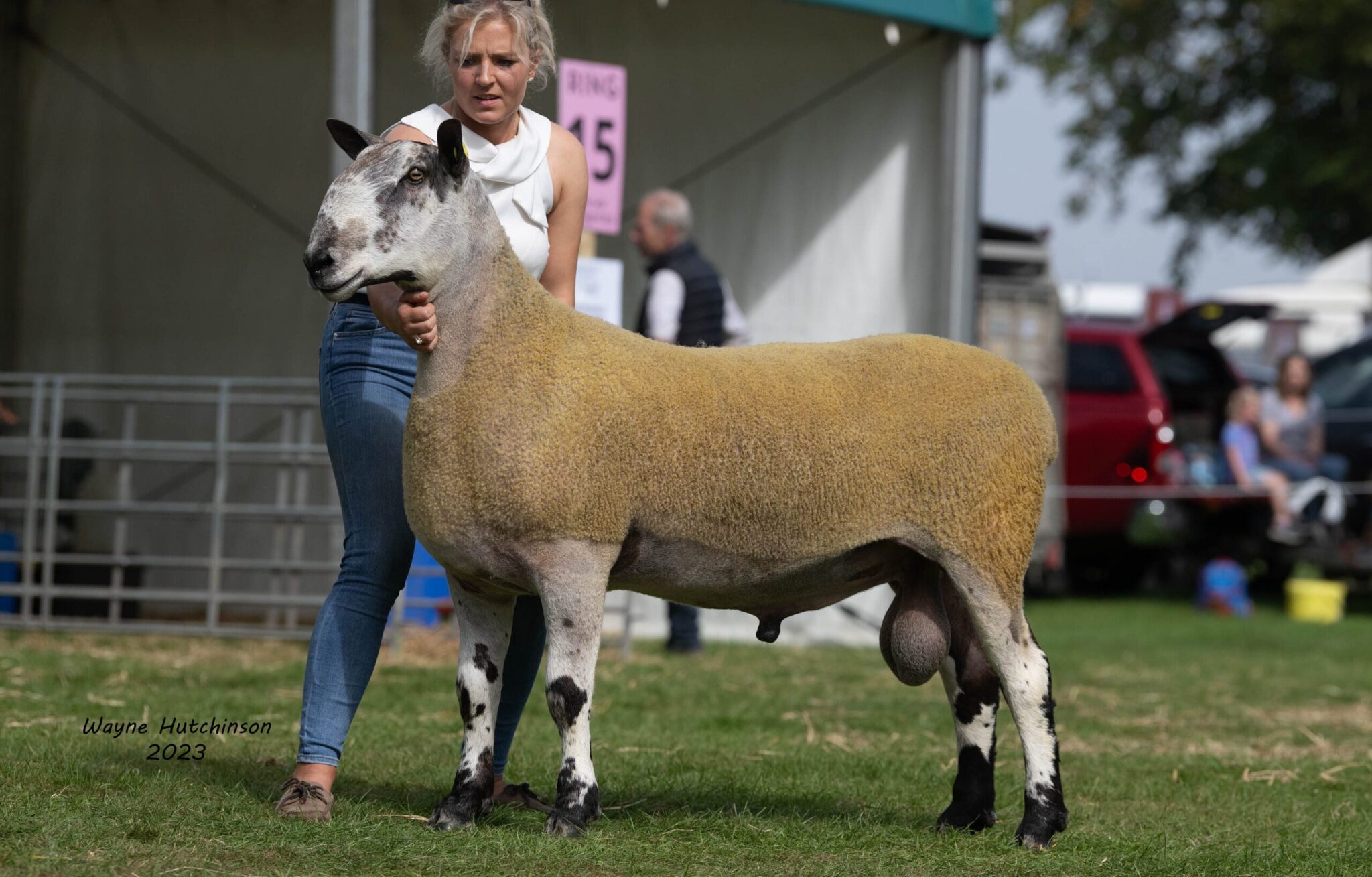 Kelso - Sale of Registered Pedigree Bluefaced Leicester Males - Crossing Type Image