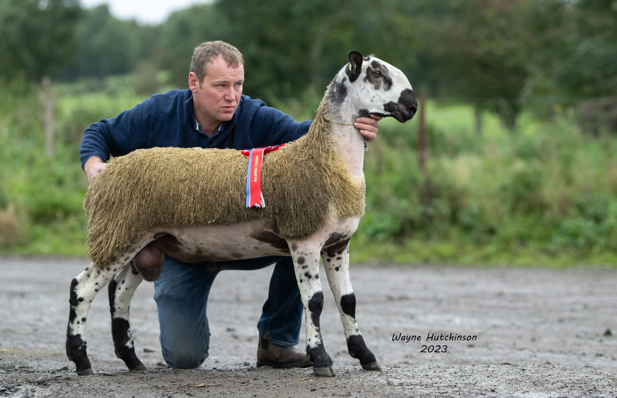 Ballymena - Export Sale of Registered Pedigree Bluefaced Leicester Rams & Females Image