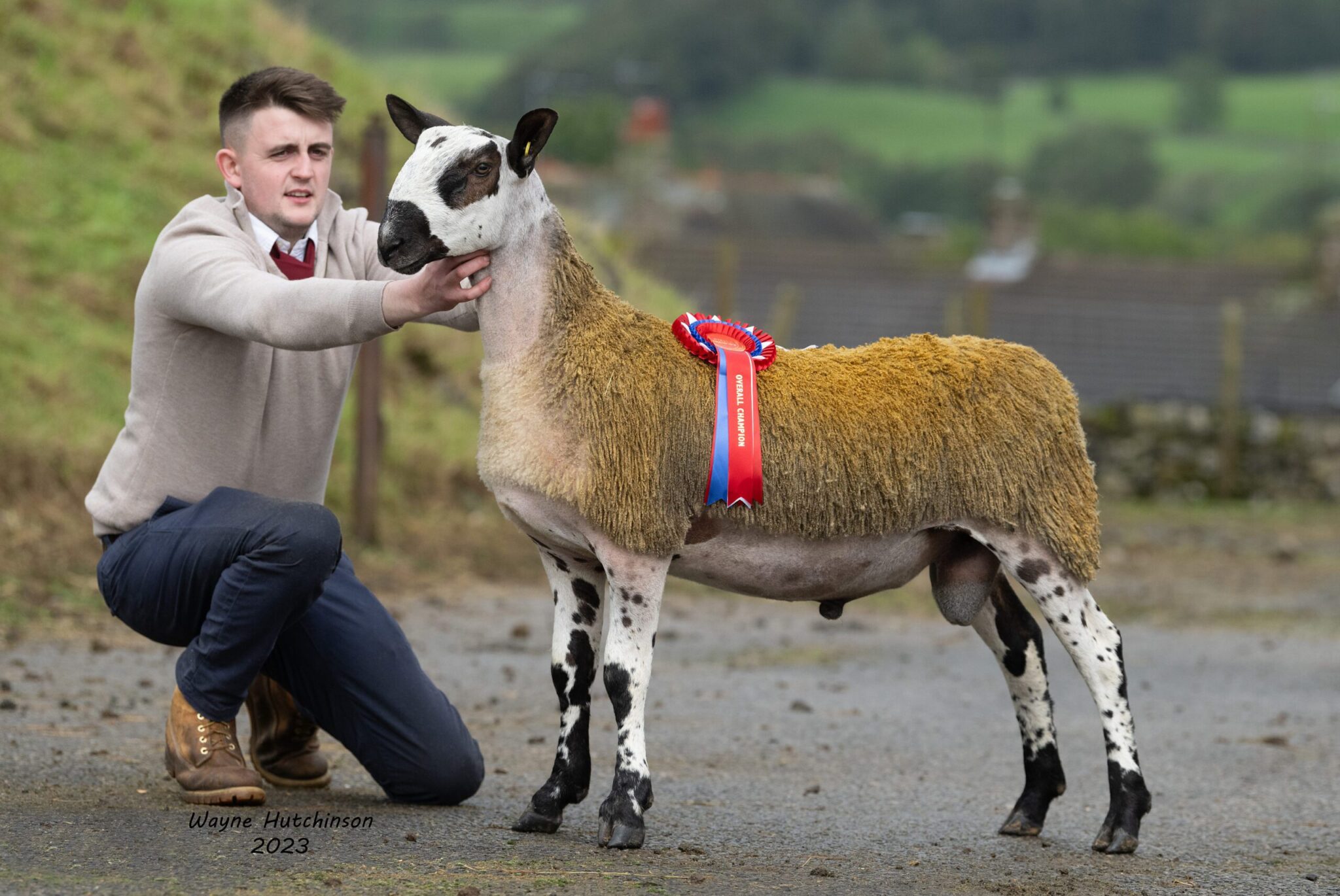 Hawes - Sale of Registered Pedigree Bluefaced Leicester Rams & Females Image