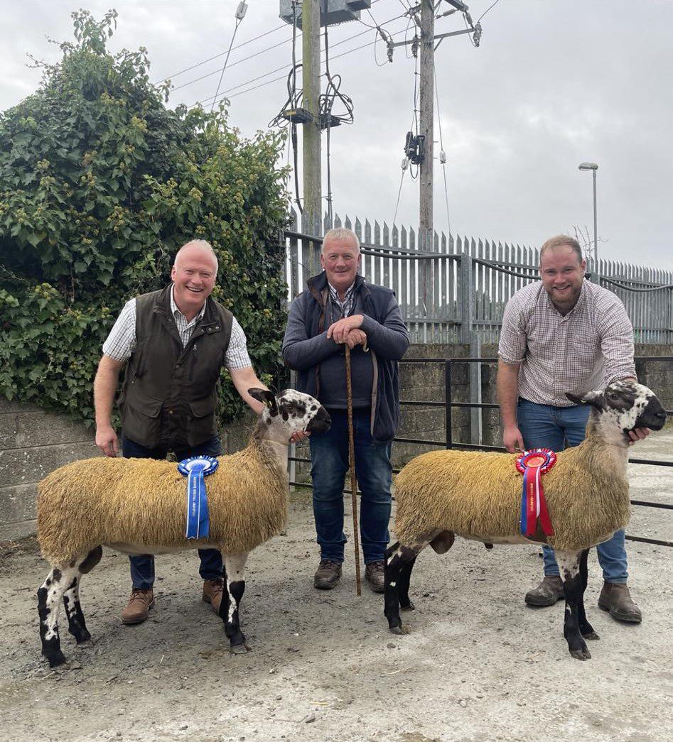 Ballybofey & Stranorlar Sale – 30th September 2023 Sale Reports