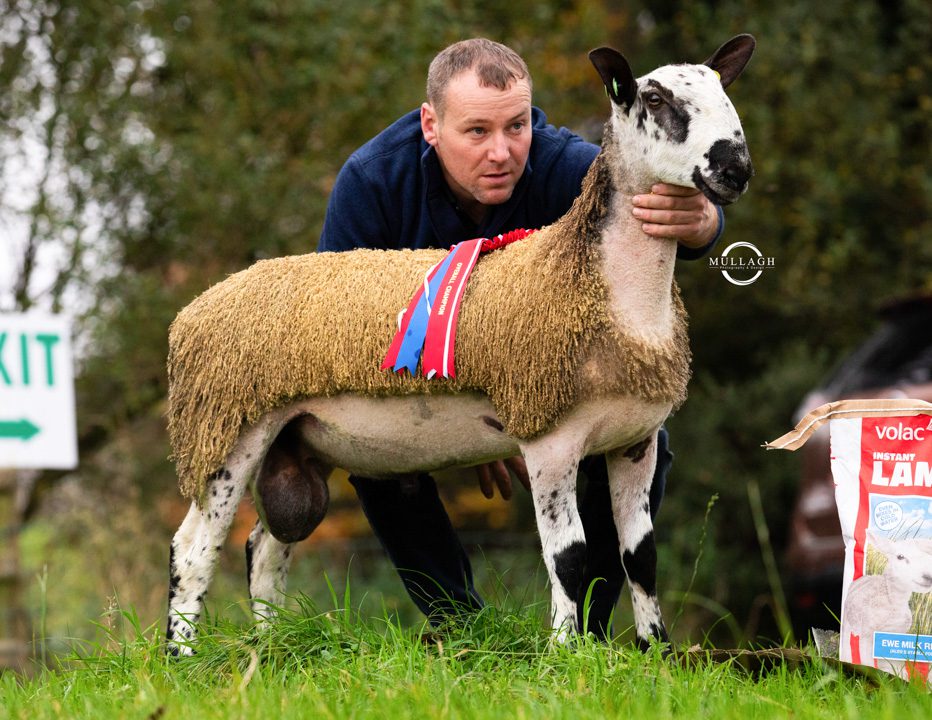 Armoy - Sale of Registered Pedigree Bluefaced Leicester Rams & Females Image