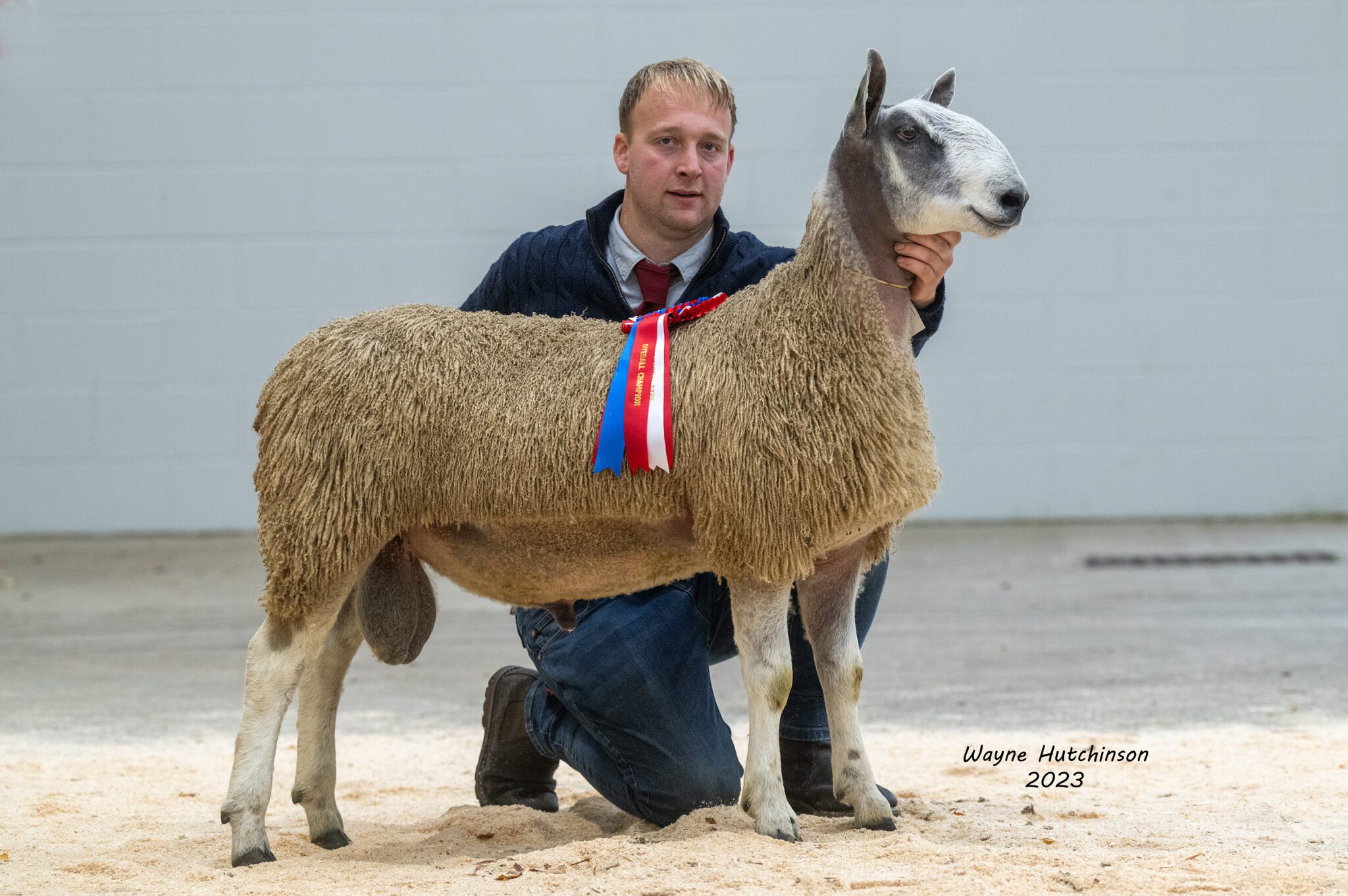 Carlisle - Sale of Registered Pedigree Bluefaced Leicester Rams & Females - Traditional Type Image