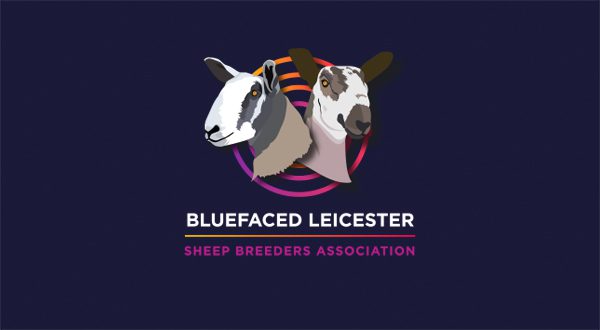 NSA Wales & Border Ram Sale - Sale of Registered Pedigree Bluefaced Leicester Rams & Females Icon