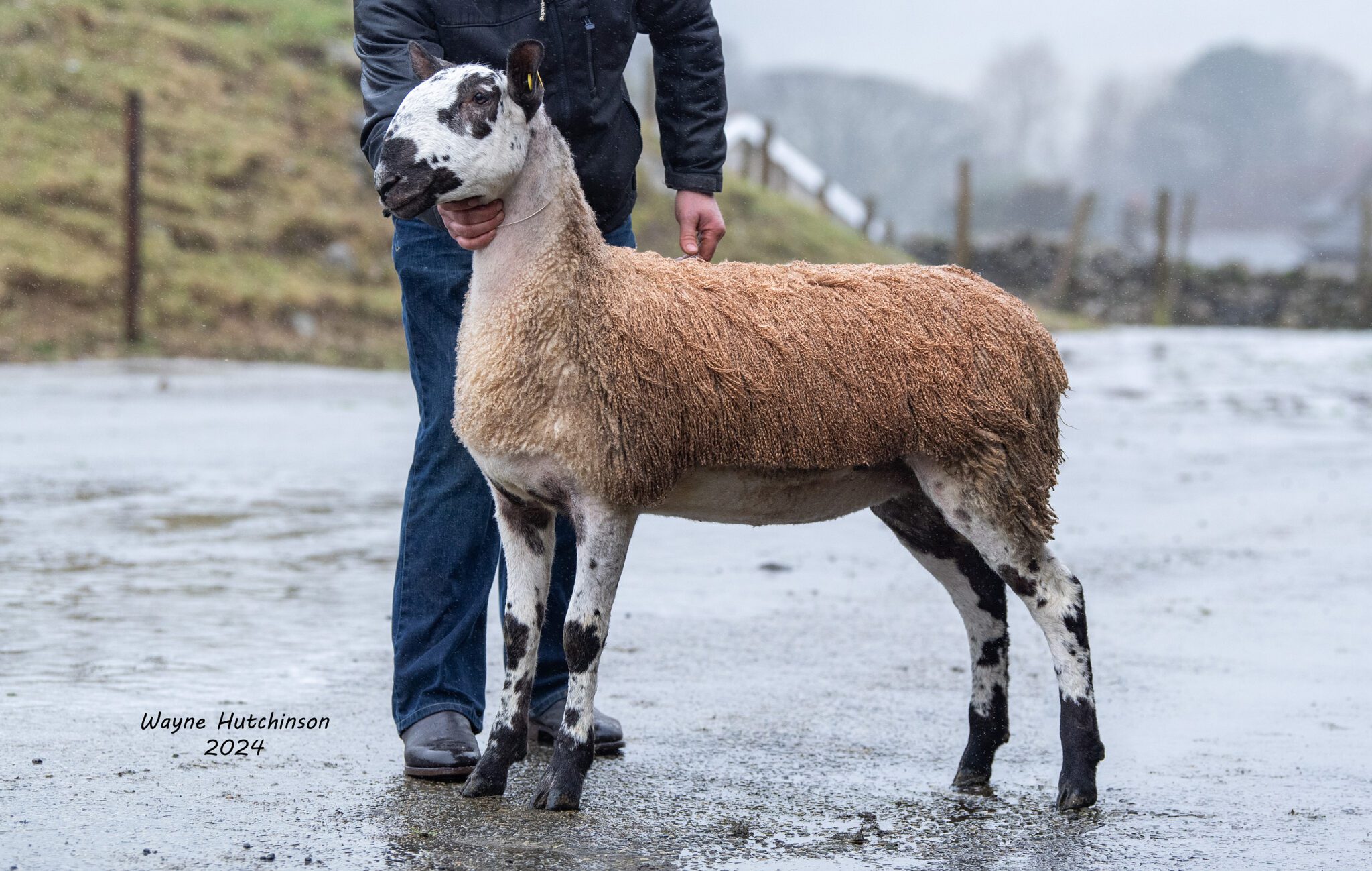 Hawes Sale of Registered  Bluefaced Leicester Females  Image
