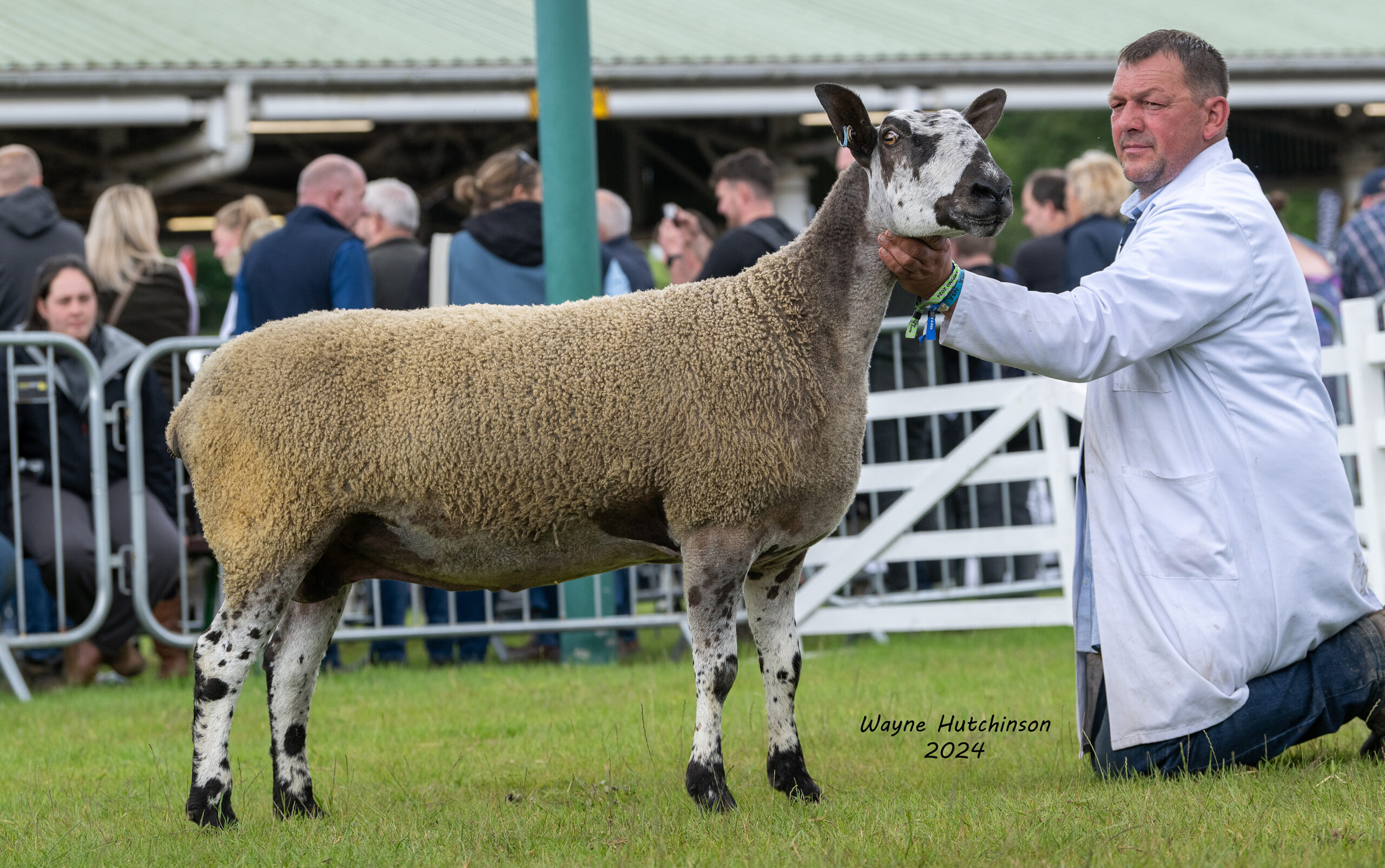 Great Yorkshire Show Image