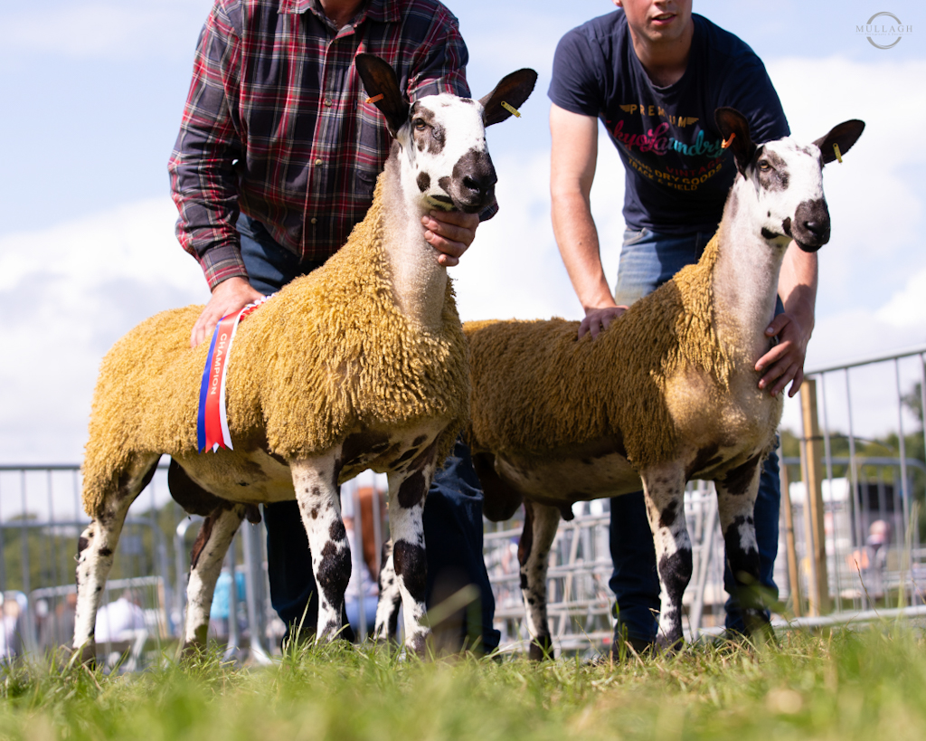 Antrim Progeny Show Image