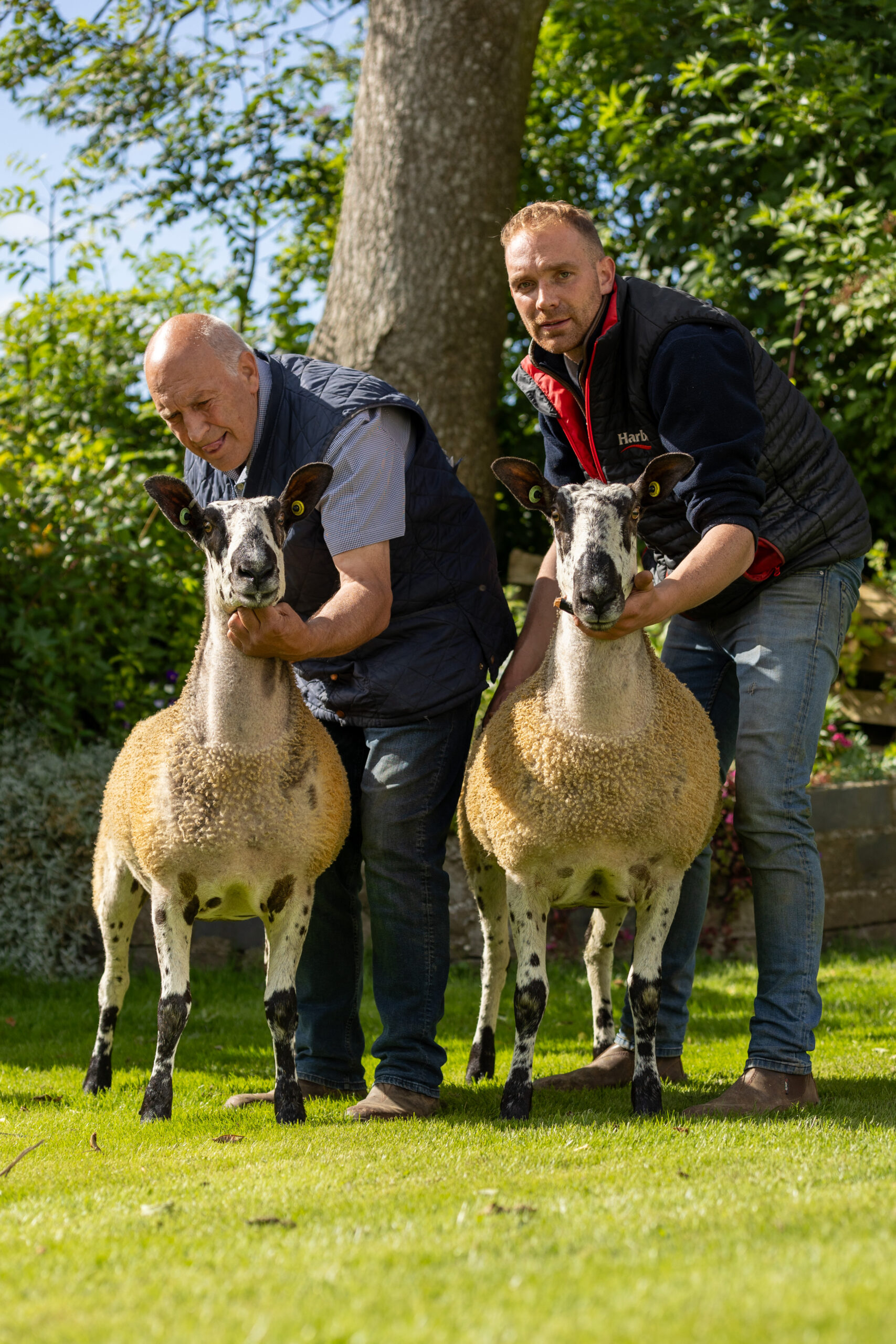 Scottish Progeny Show - Crossing Type & Mules - Turriff Show Image