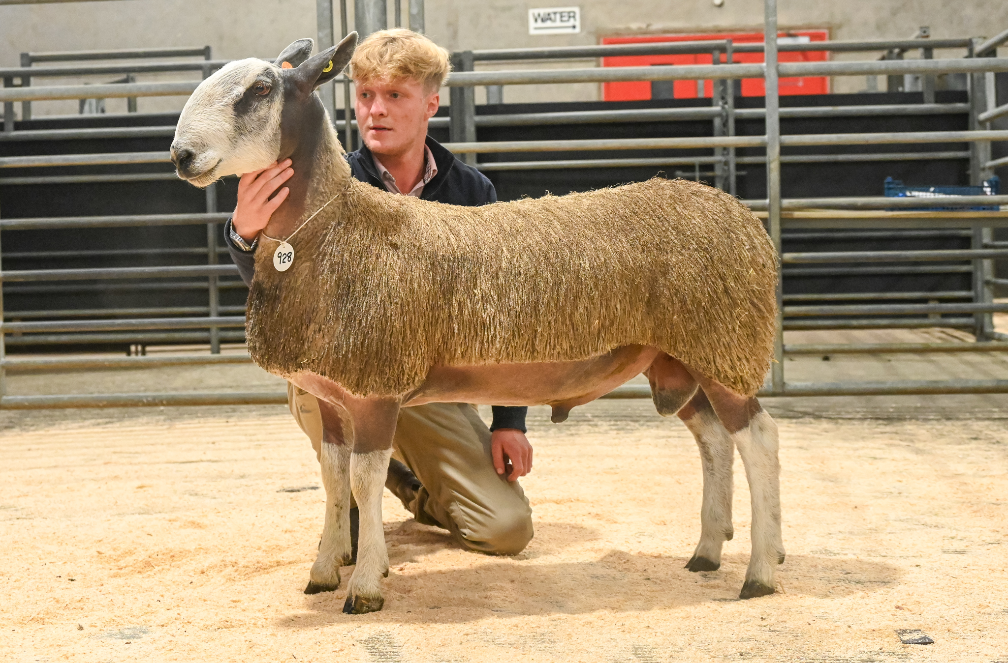 Hexham - Sale of Registered Pedigree Bluefaced Leicester Rams & Females Image