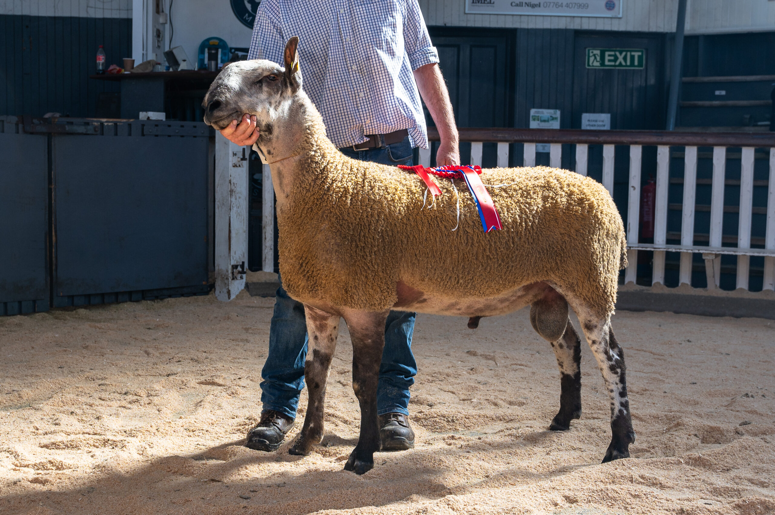 Castle Douglas - Sale of Registered Pedigree Bluefaced Leicester Rams & Females Image