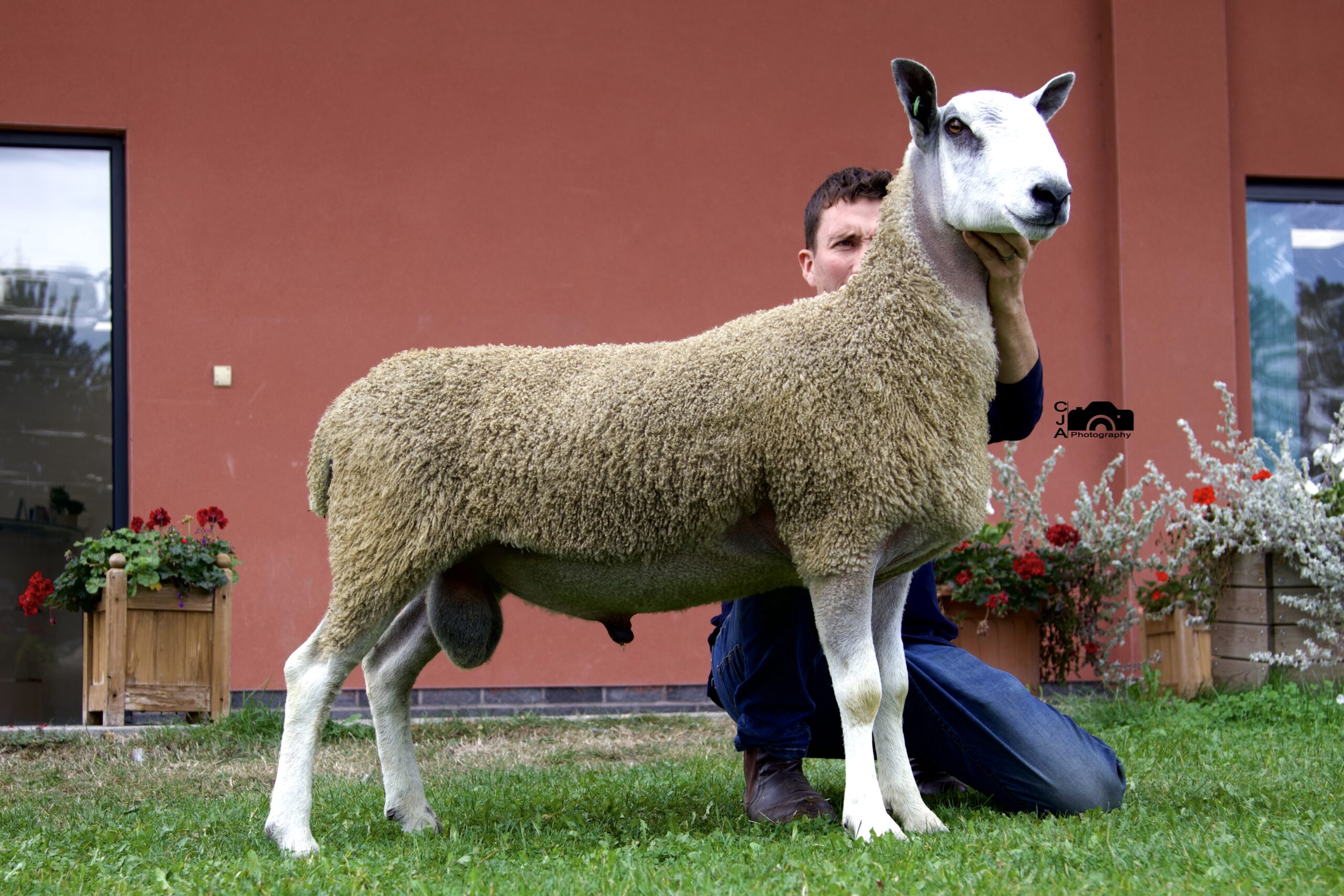 Ruthin - Sale of Registered Pedigree Bluefaced Leicester Rams & Females Image