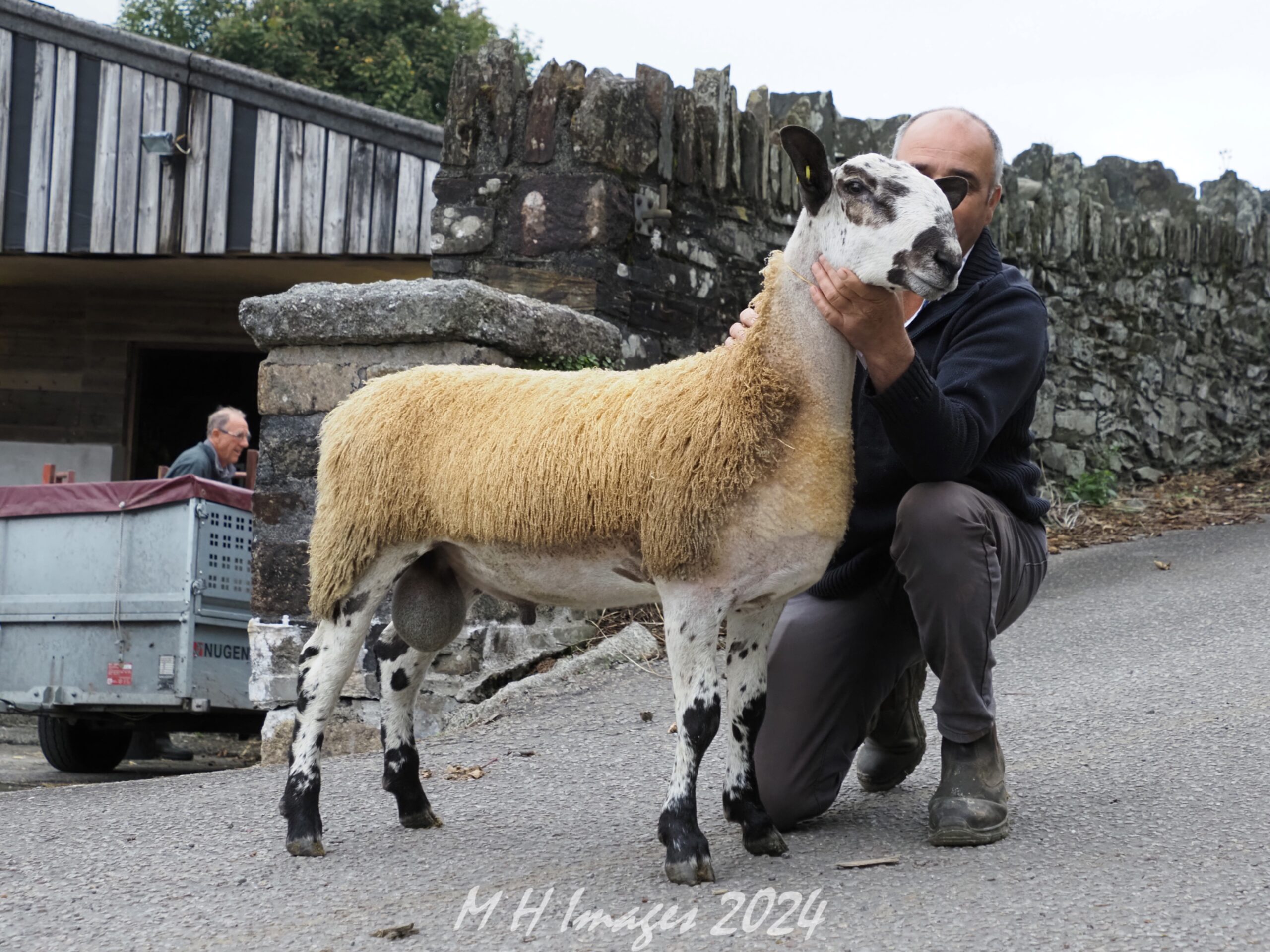 Tavistock - Sale of Registered Pedigree Bluefaced Leicester Rams & Females Image