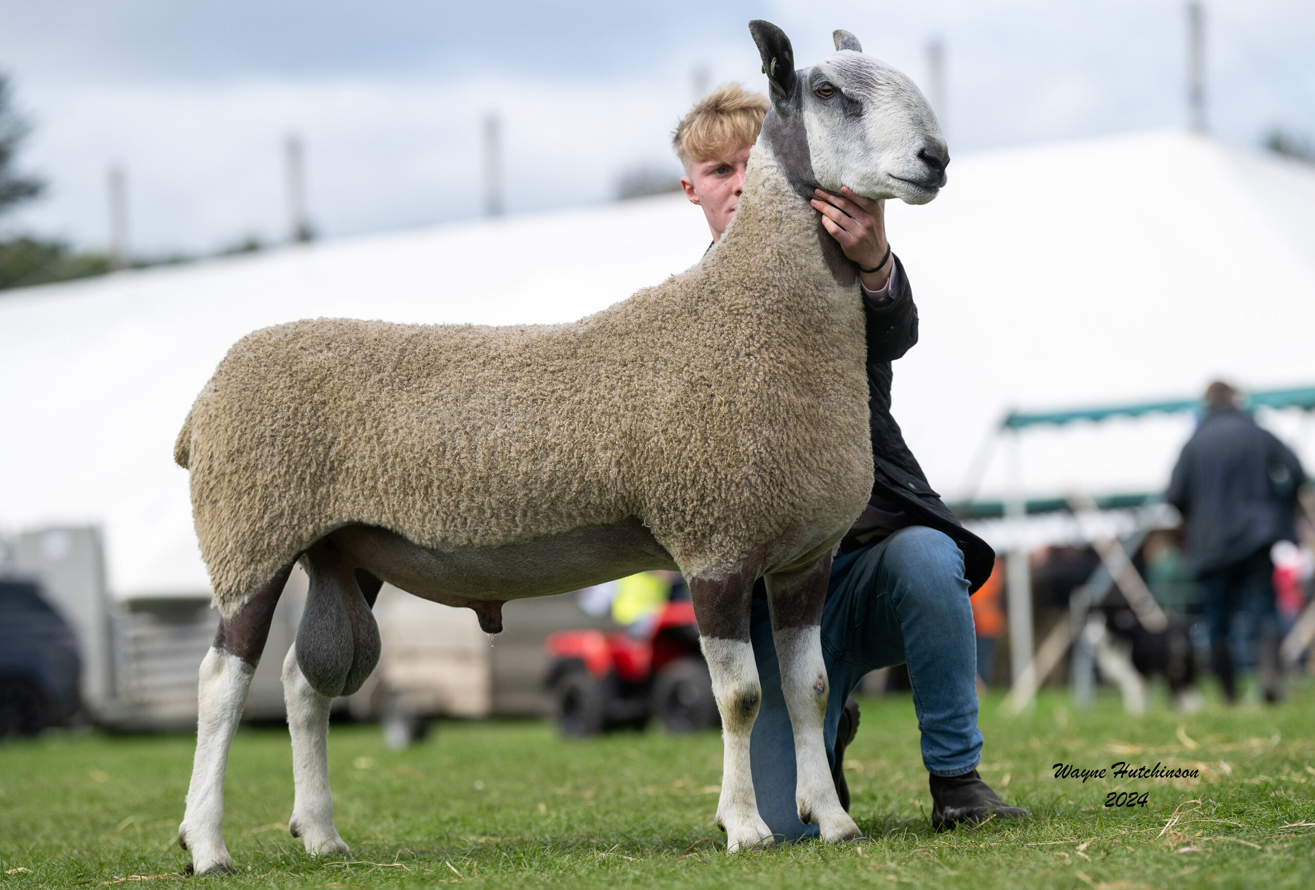 Kelso - Sale of Registered Pedigree Bluefaced Leicester Rams - Traditional Type Image