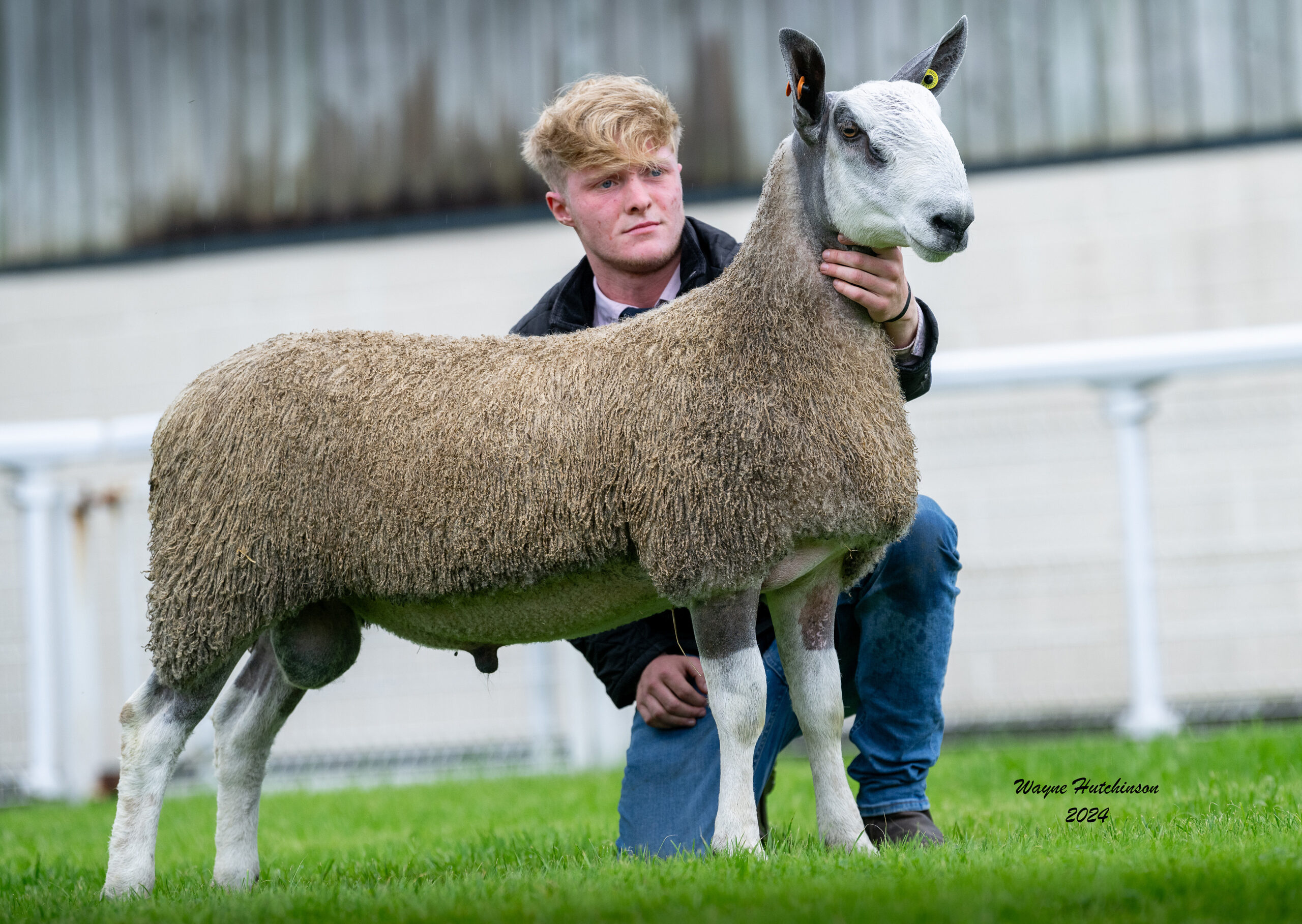 NSA Wales & Border Ram Sale - Sale of Registered Pedigree Bluefaced Leicester Rams & Females Image