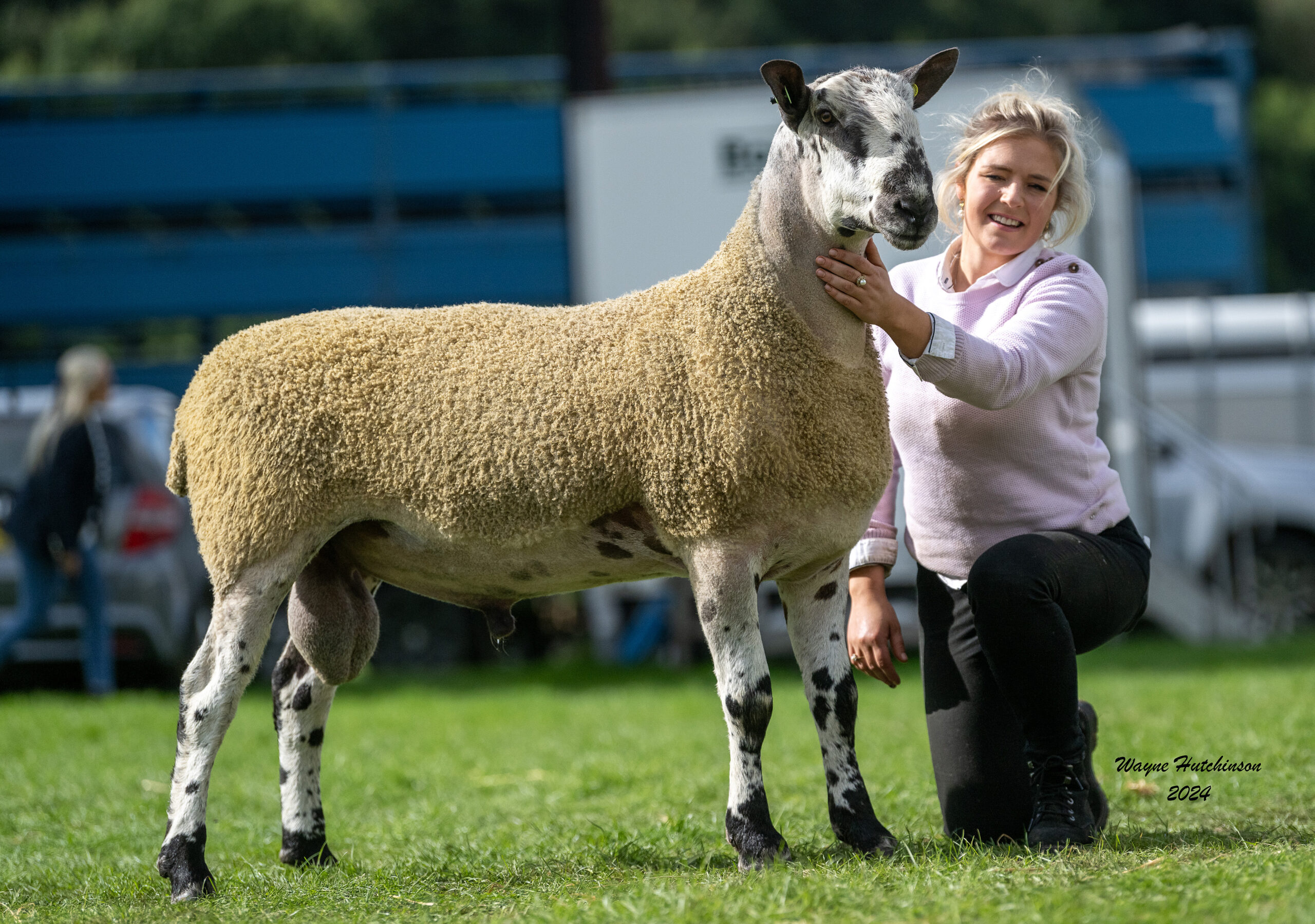 Kelso - Sale of Registered Pedigree Bluefaced Leicester Males - Crossing Type Image