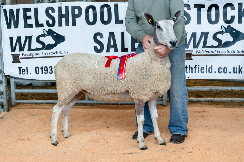 Welshpool - Sale of Registered Pedigree Bluefaced Leicester Rams & Females Image