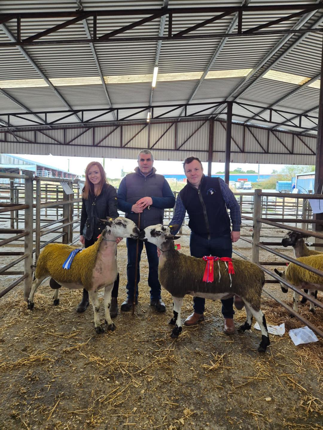 Ballinrobe Second Sale - Sale of Registered Pedigree Bluefaced Leicester Rams Image