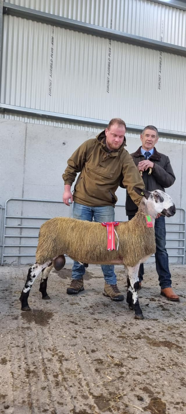 Ballybofey & Stranorlar - Sale of Registered Pedigree Bluefaced Leicester Rams Image