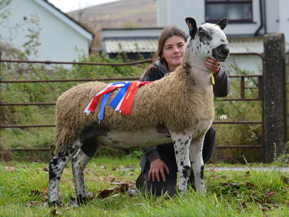 Armoy - Sale of Registered Pedigree Bluefaced Leicester Rams & Females Image