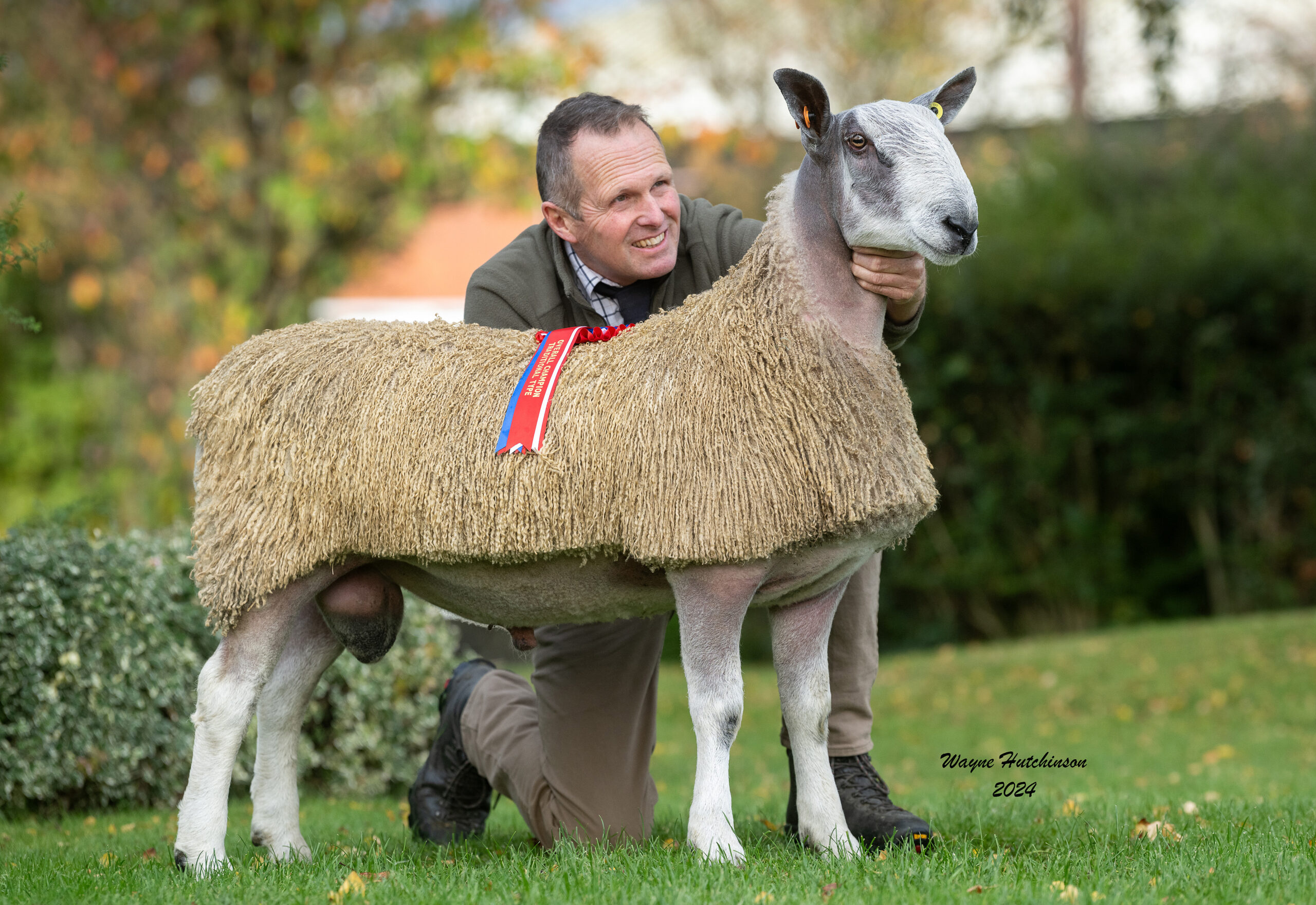 Carlisle - Sale of Registered Pedigree Bluefaced Leicester Rams & Females - Traditional Type Image