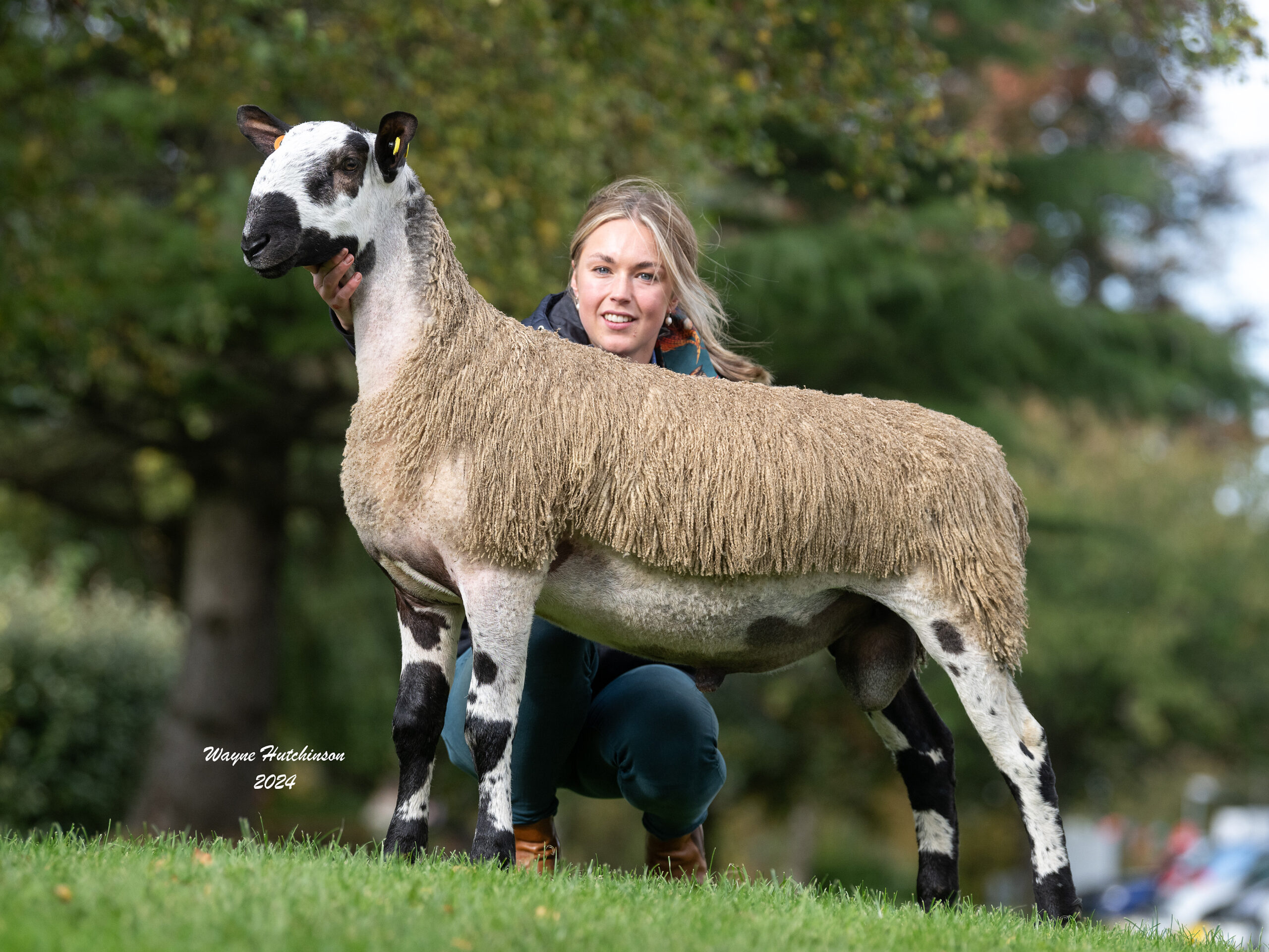 Carlisle - Sale of Registered Pedigree Bluefaced Leicester Rams & Females - Crossing Type Image