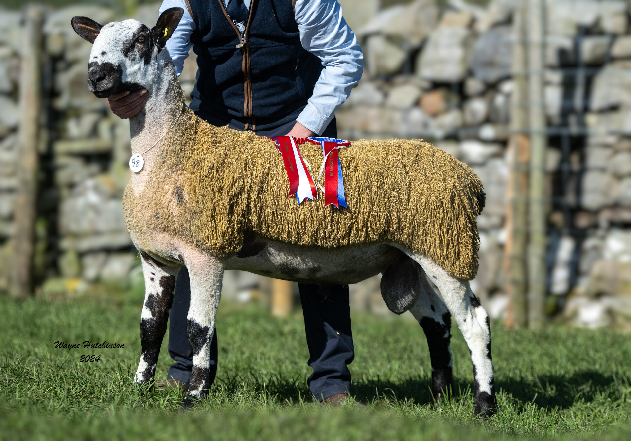 Hawes - Sale of Registered Pedigree Bluefaced Leicester Rams & Females Image