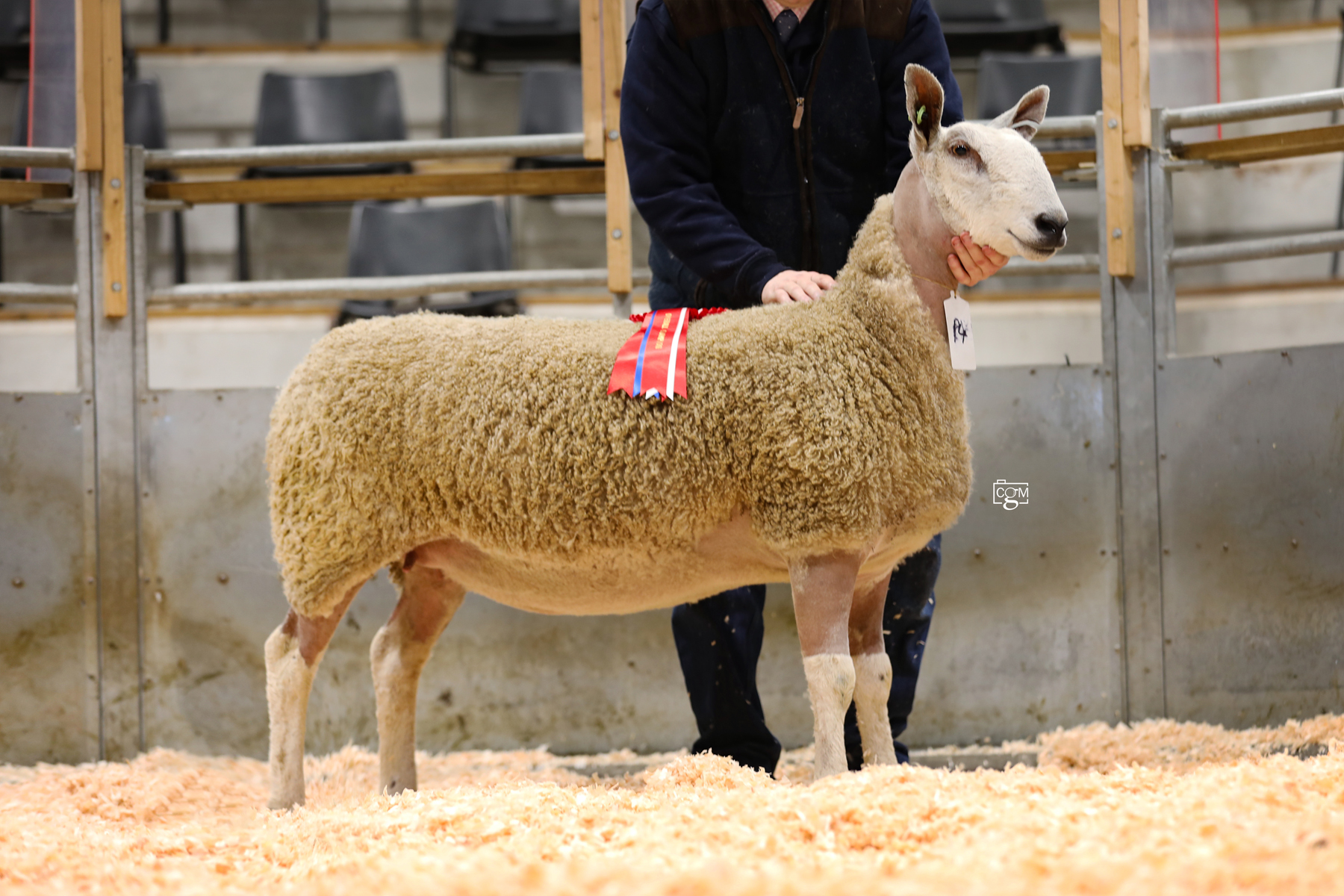 Hereford Sale of Registered Bluefaced Leicester Females  Image