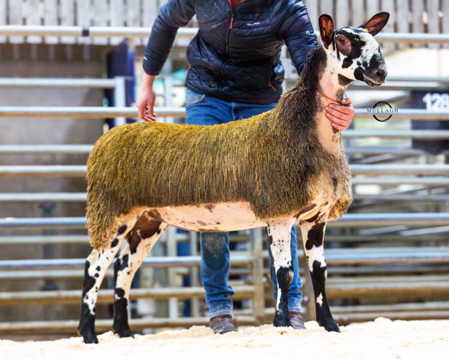 Ballymena Sale of Registered Bluefaced Leicester Females  Image