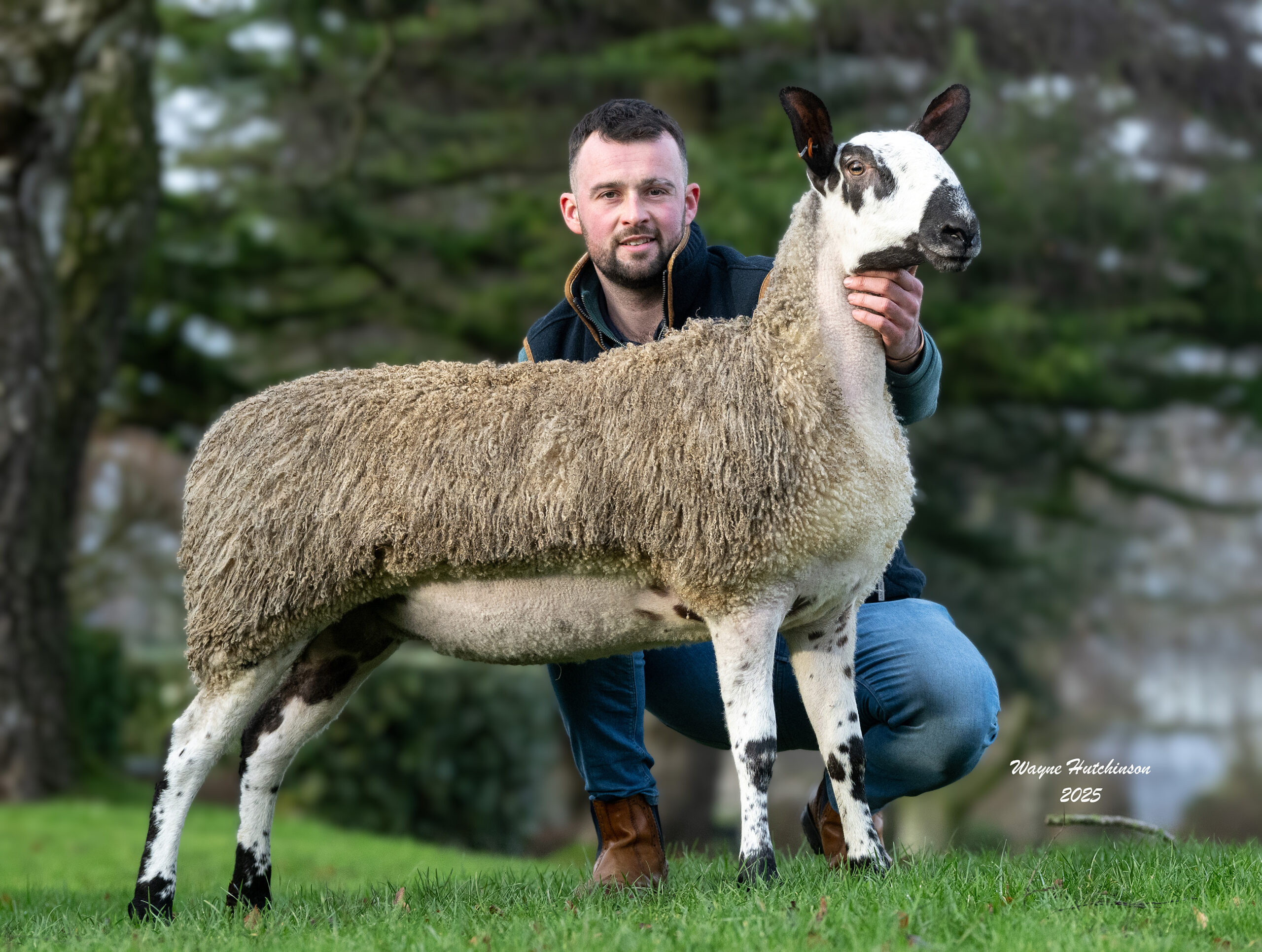 Carlisle Classy Lassies Sale of Registered Crossing Type Bluefaced Leicester Females  Image