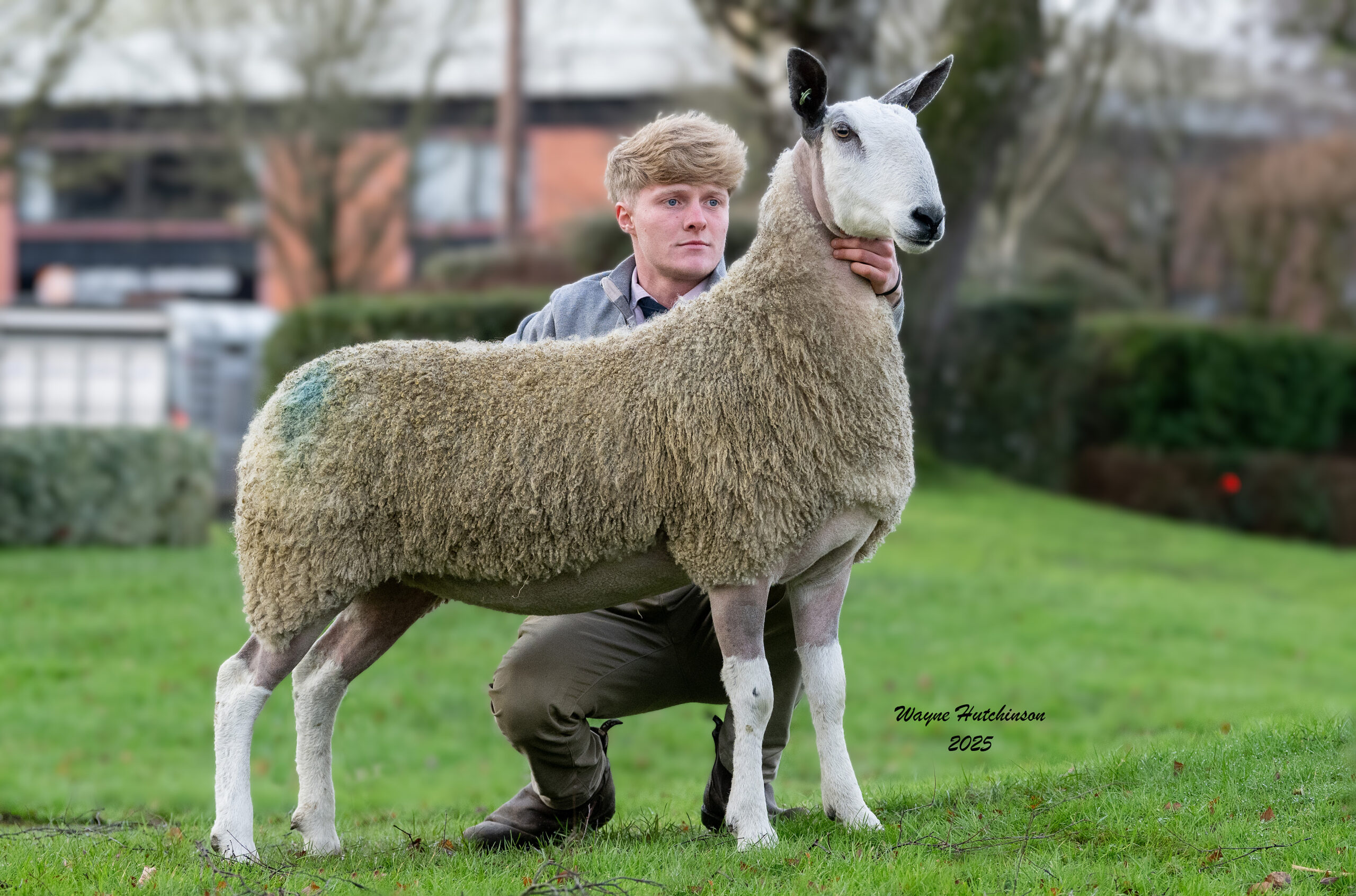 Carlisle Blue Belles Sale of Registered Traditional Bluefaced Leicester Females  Image