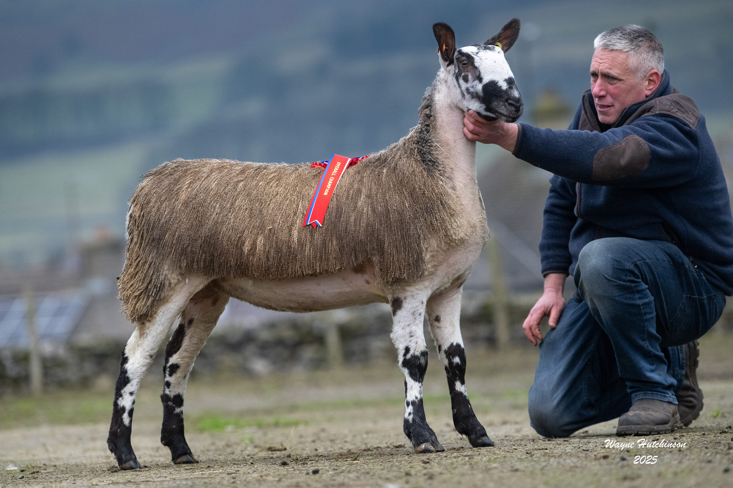 Hawes Sale of Registered  Bluefaced Leicester Females  Image