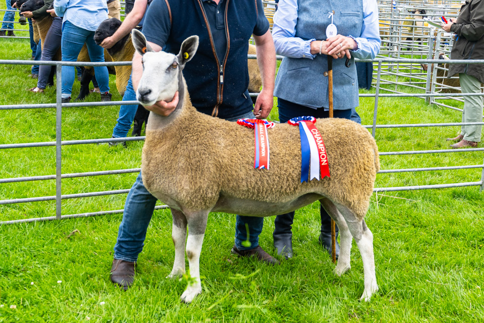 Border Union Progeny Show – Traditional Type Show Results