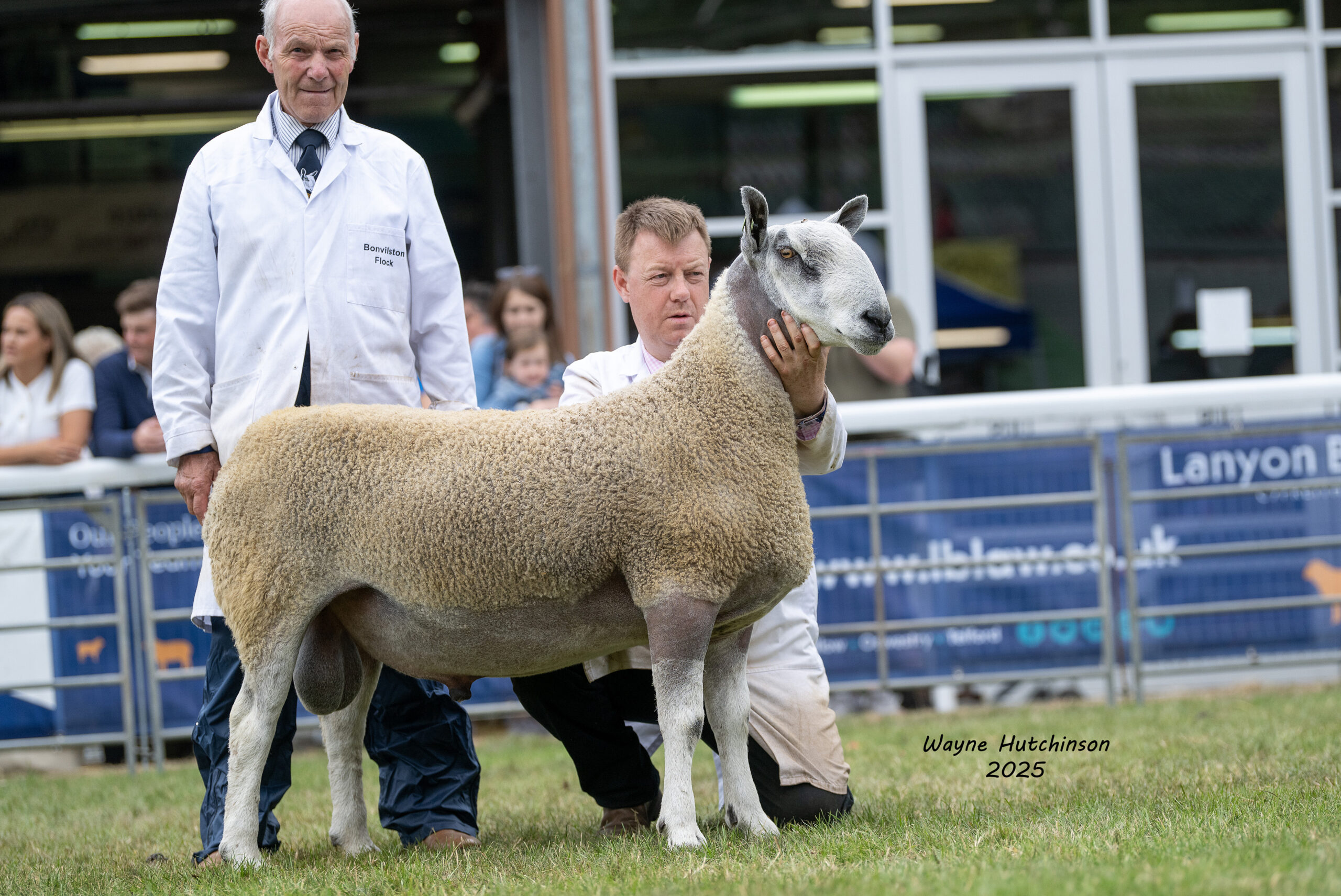 Royal Welsh Show 2026 - Traditional  Image