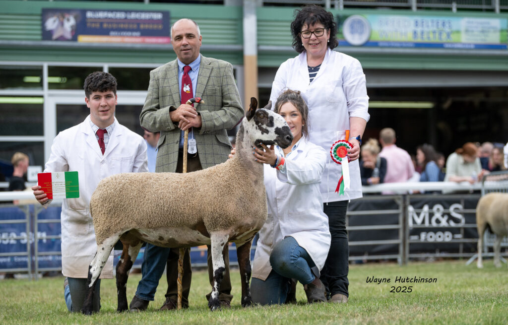 Overall Breed Champion & Female Champion - First Prize Shearling Ewe - Carwyn & Maria Richards, Mcffi