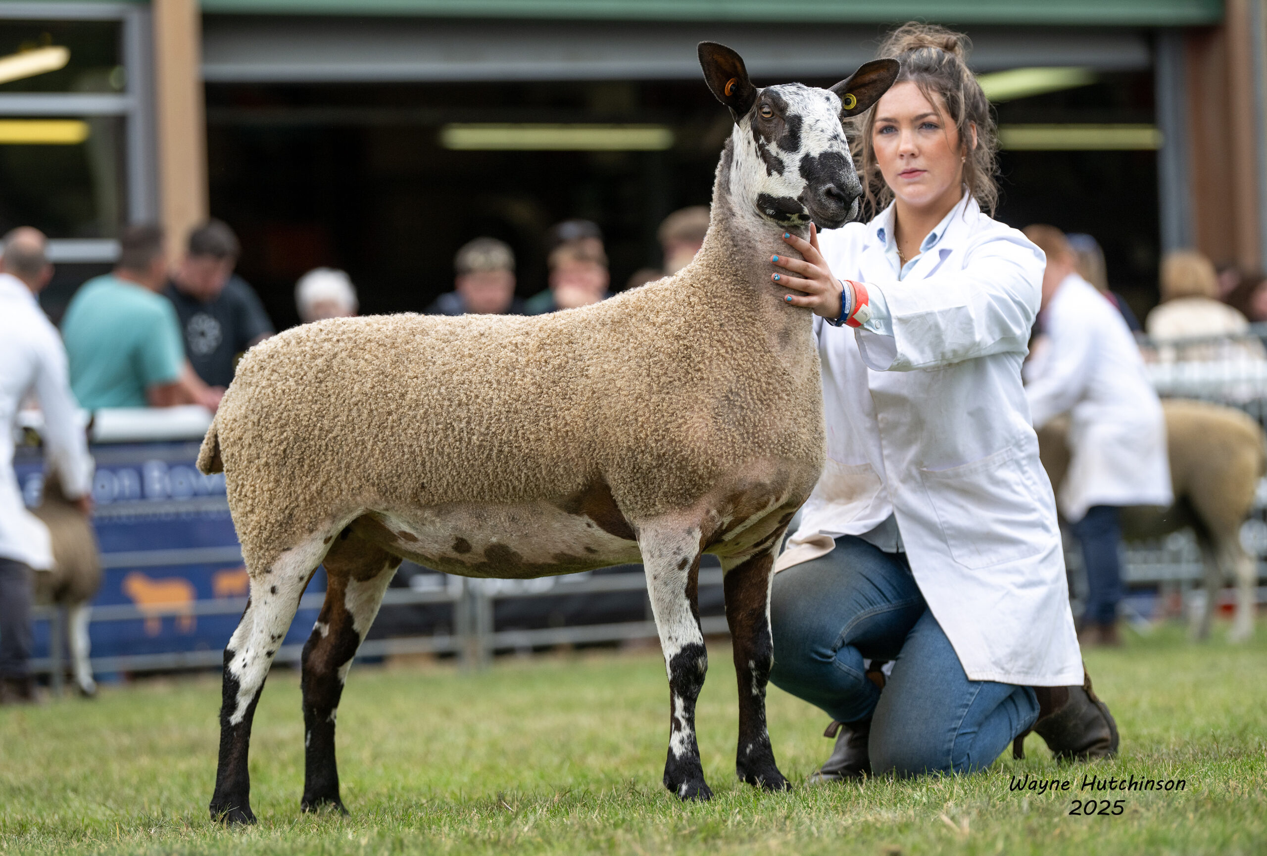 Royal Welsh Show Image