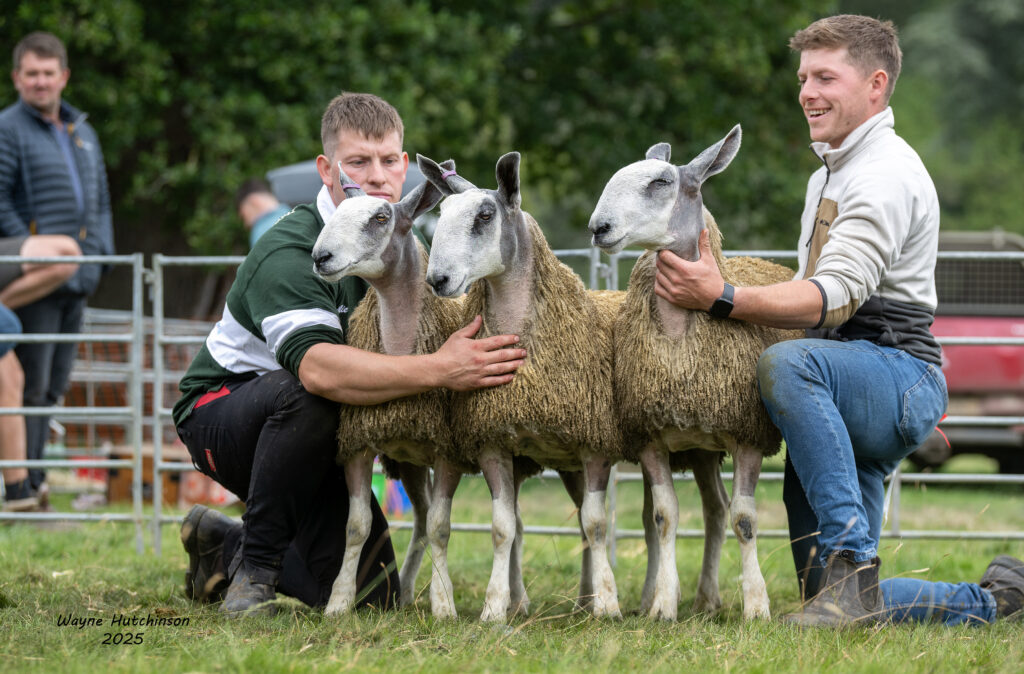 Progeny Group - Reserve Champion Progeny Group & Frist prize Group three Ewe lambs - Mr D L Jones, Y-Ddol