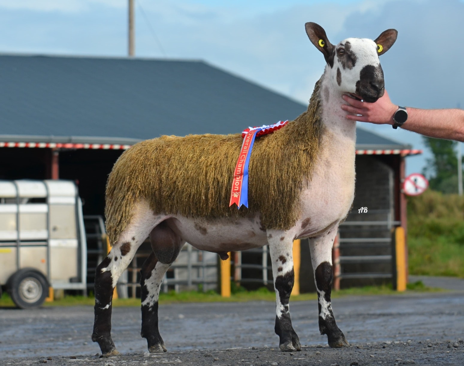 Ballinrobe First Sale Image