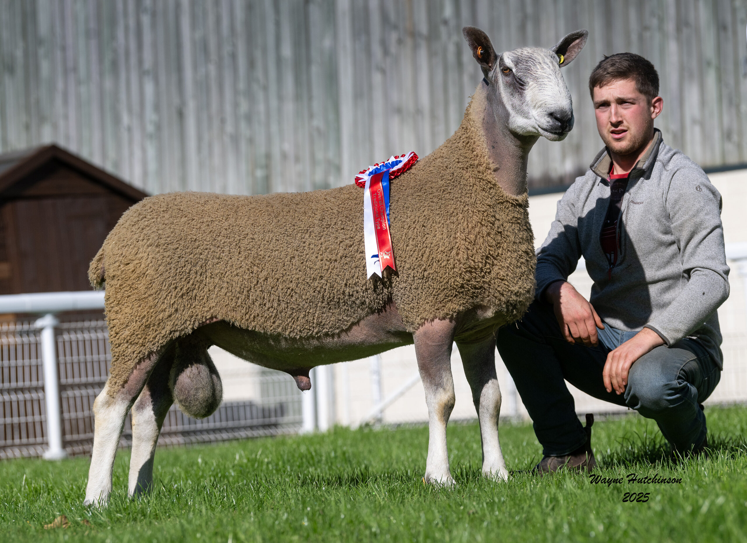 NSA Wales & Border Ram Sale - Builth Wells  Image